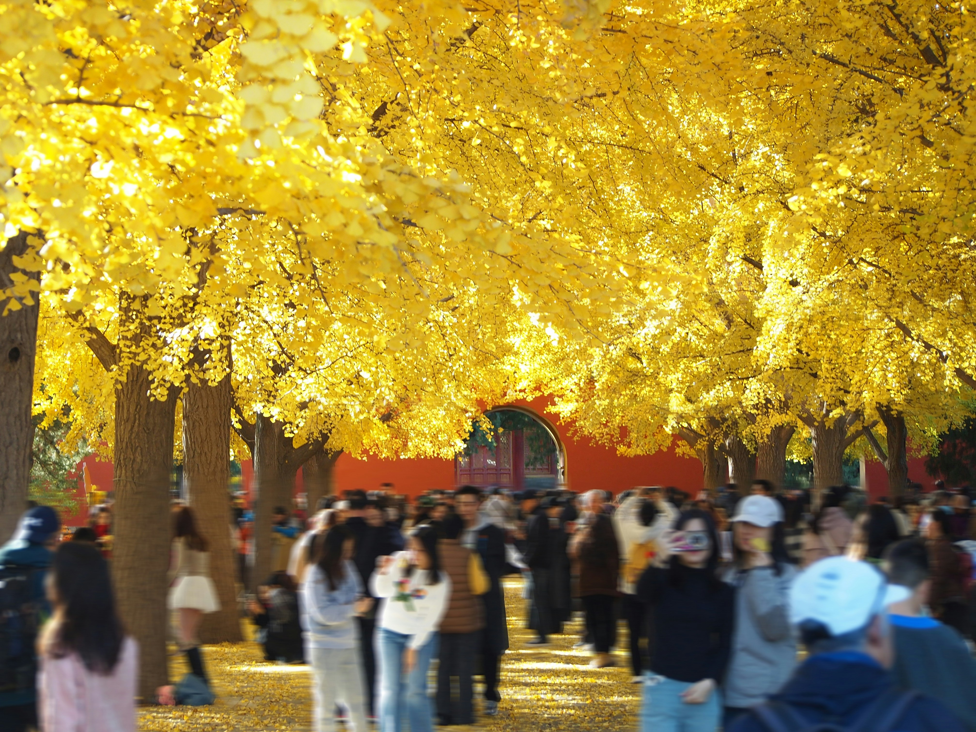 People walking under golden autumn trees