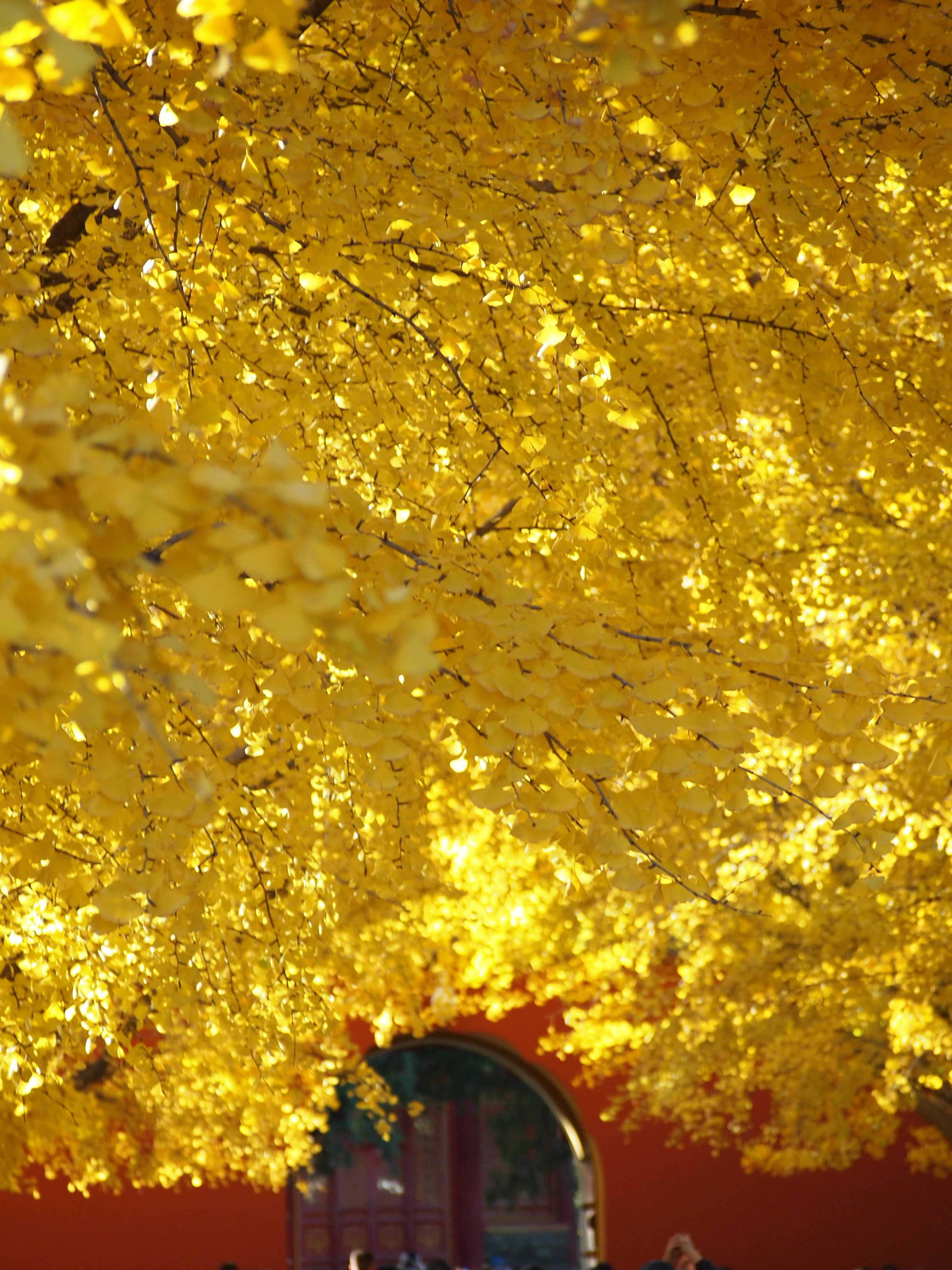 golden turmeric background, wallpaper, Turmeric for Skin: A Powerful Anti-Inflammatory 6