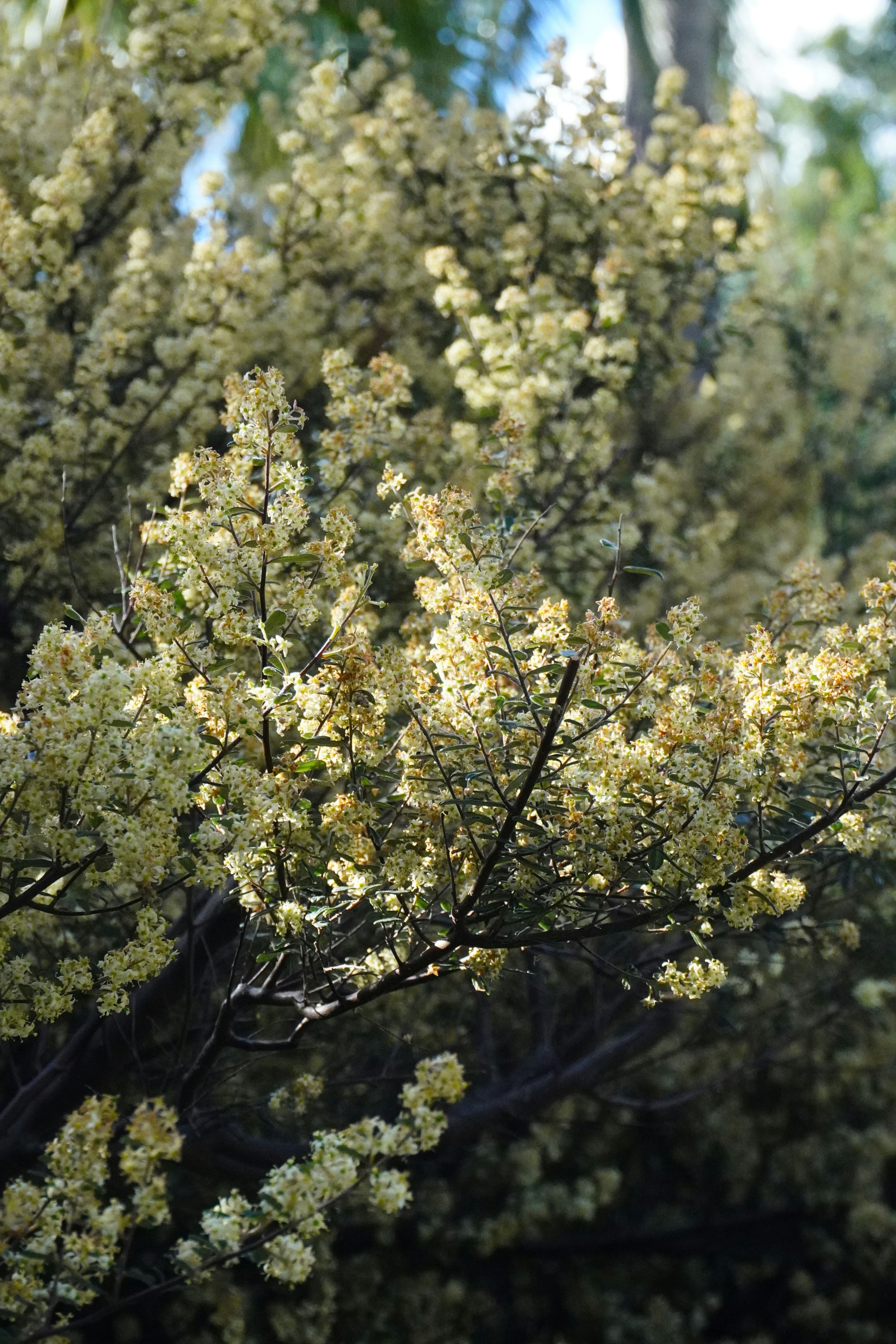 A bush with small white flowers in sunlight