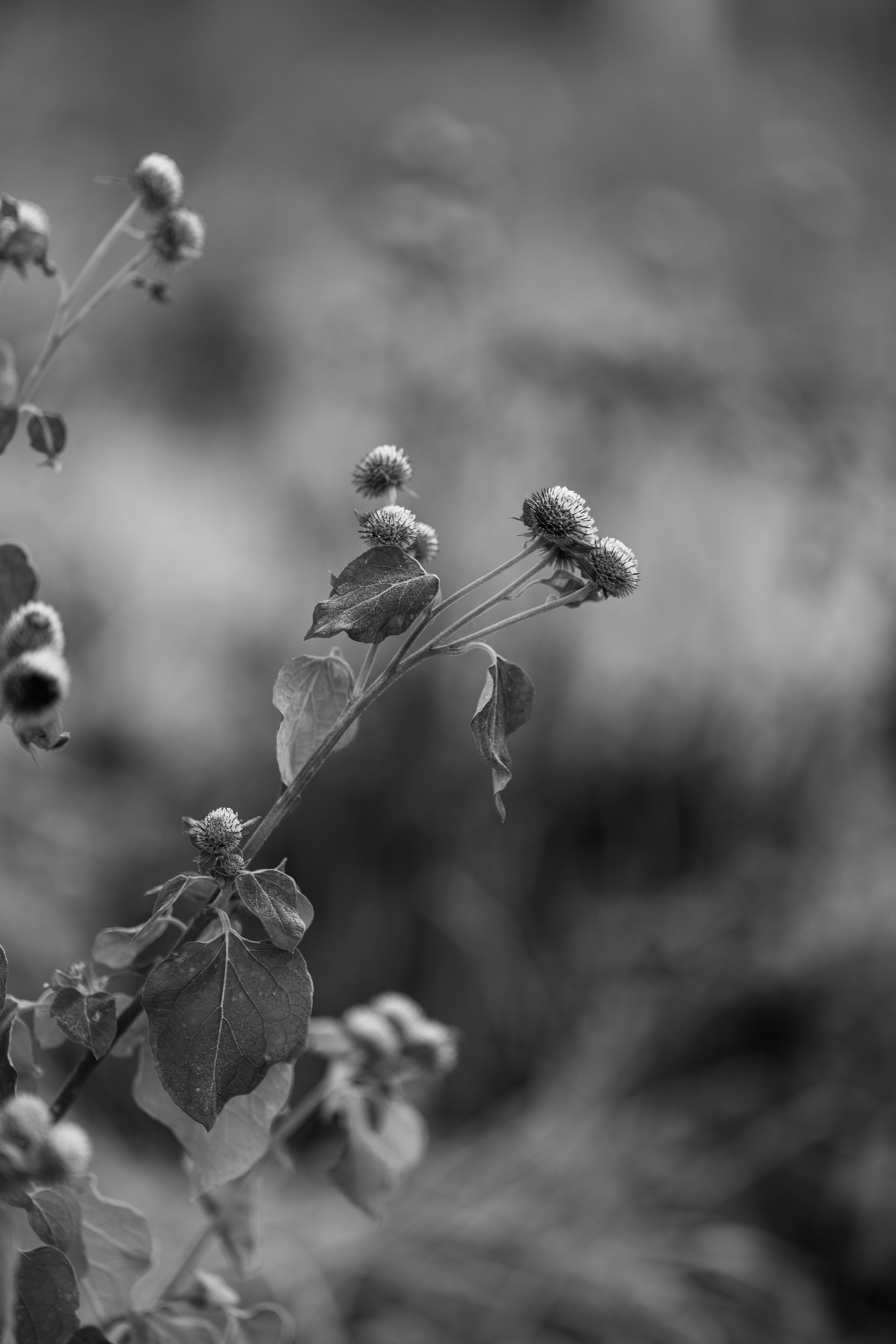 Photo by irrabagon