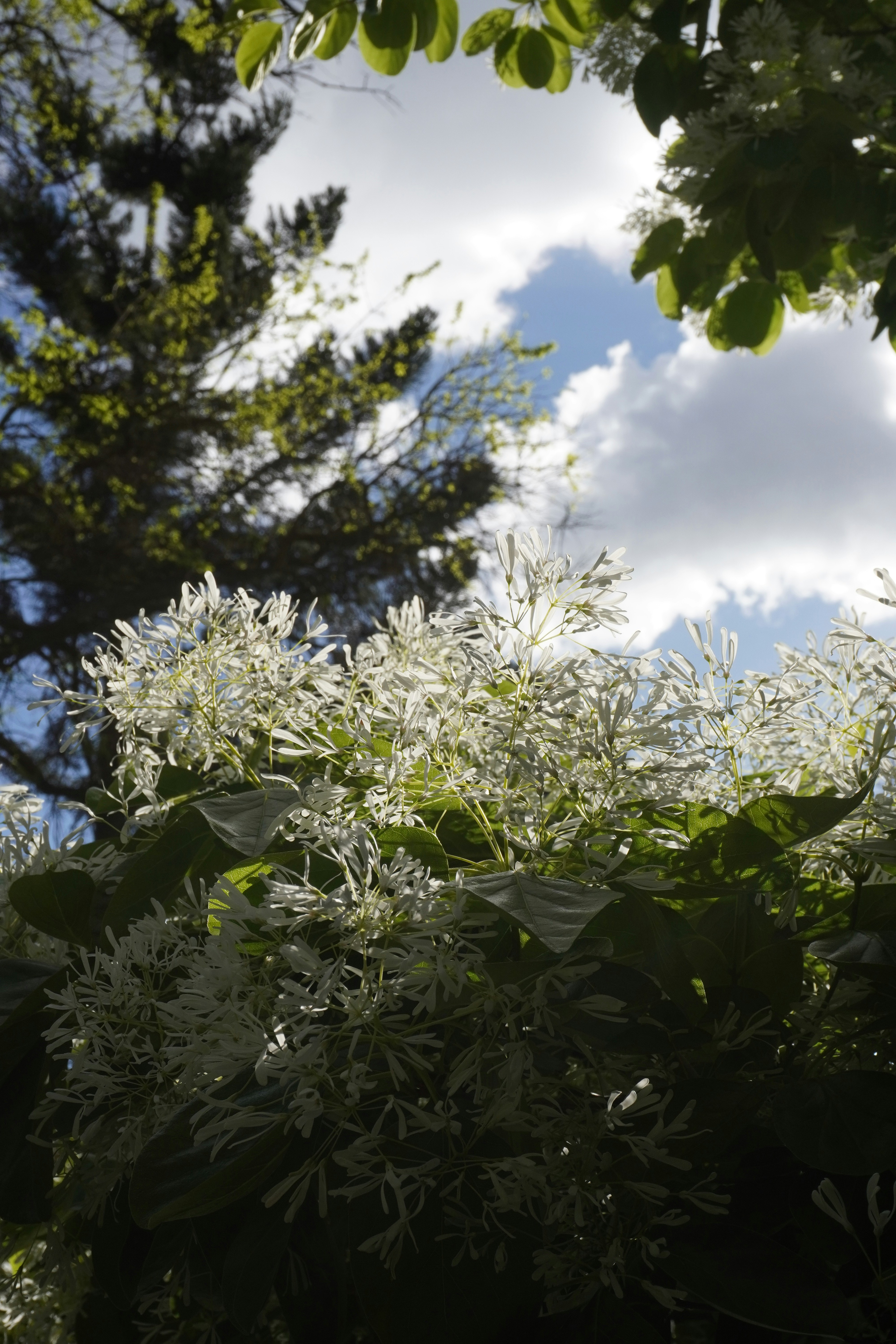 White fringe flowers bloom against a cloudy sky.