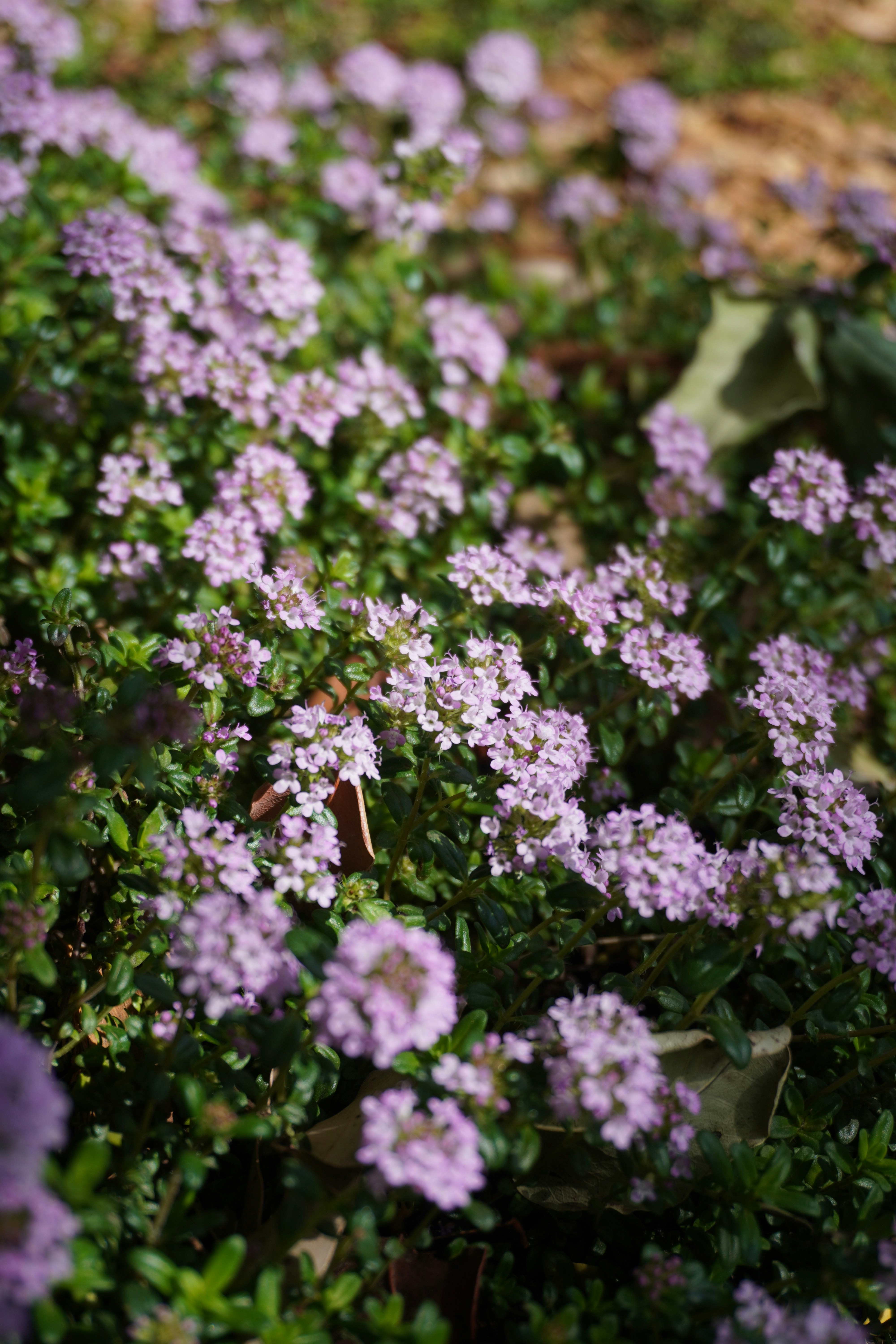 Small purple flowers blooming on a green bush.