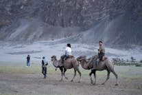 People riding camels in a barren, mountainous landscape.