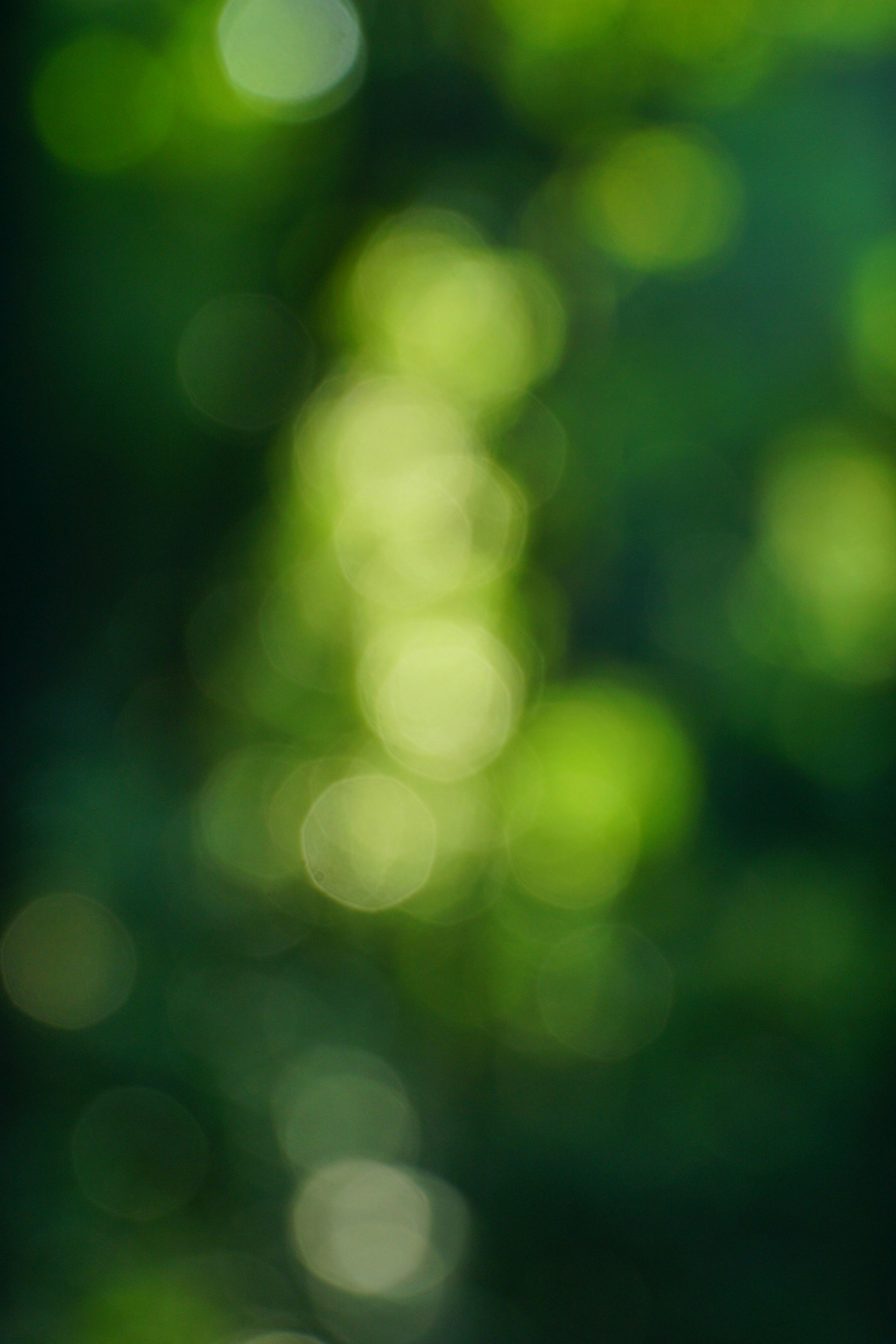 Abstract green bokeh lights in soft focus