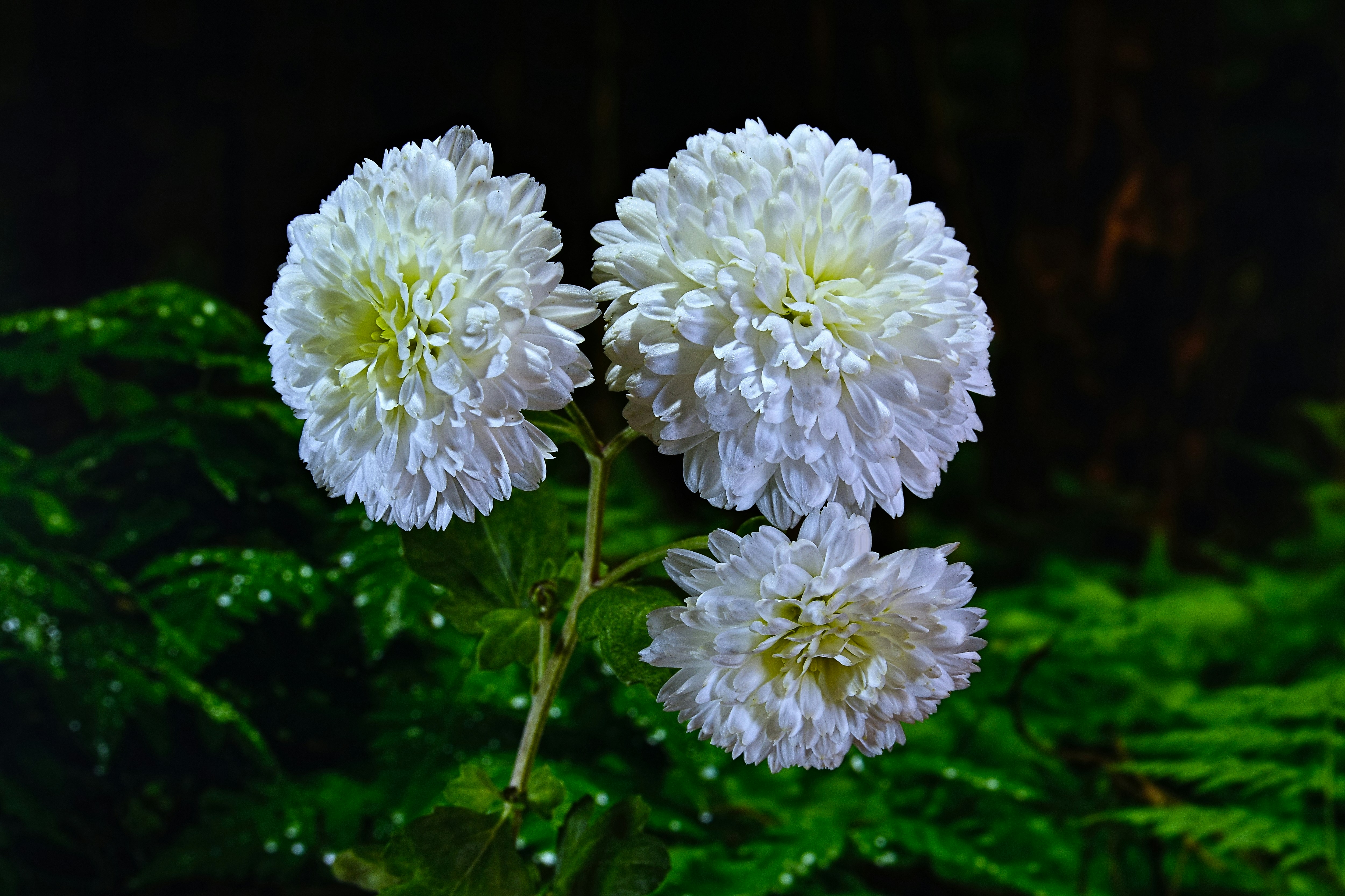 Three fluffy white flowers on a dark background