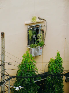 Window with plants and air conditioner unit.