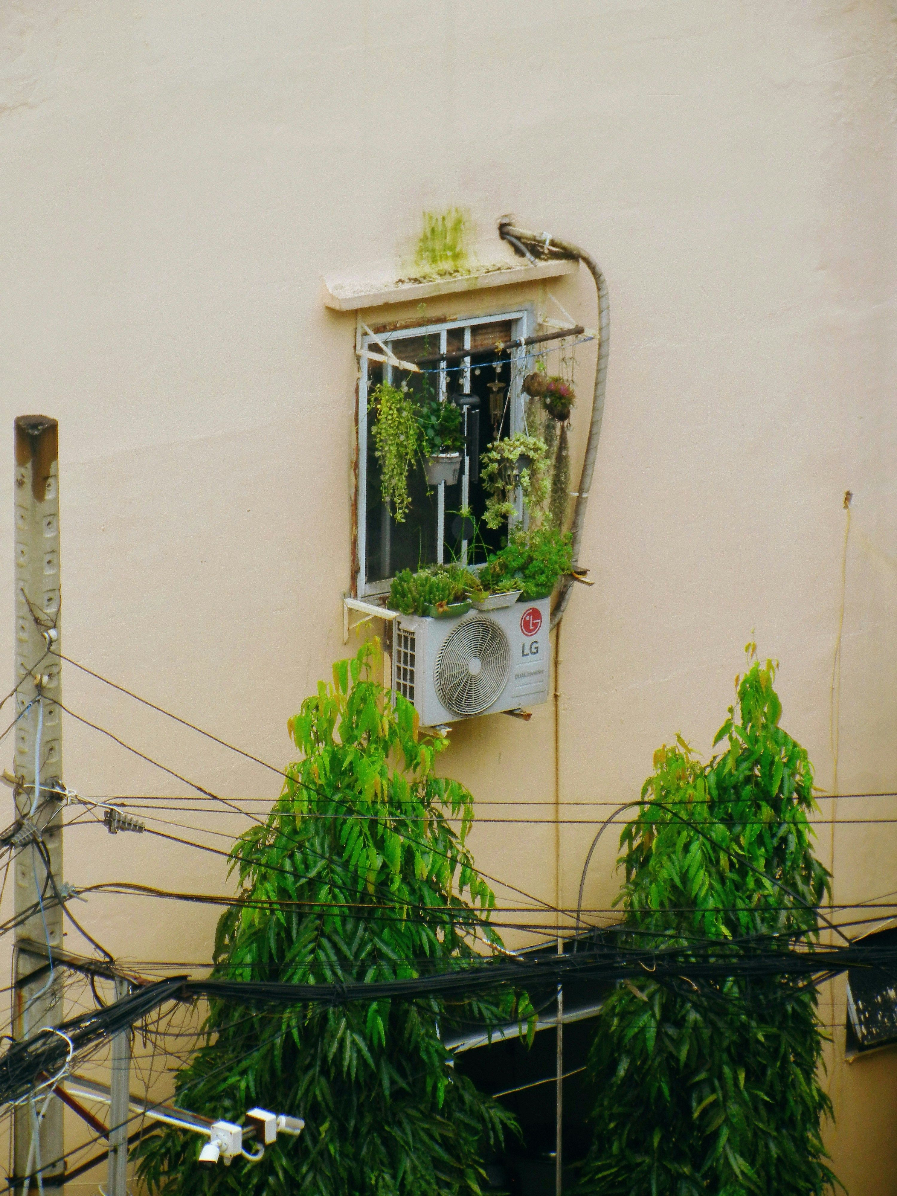 Apartment with a window, potted plants.