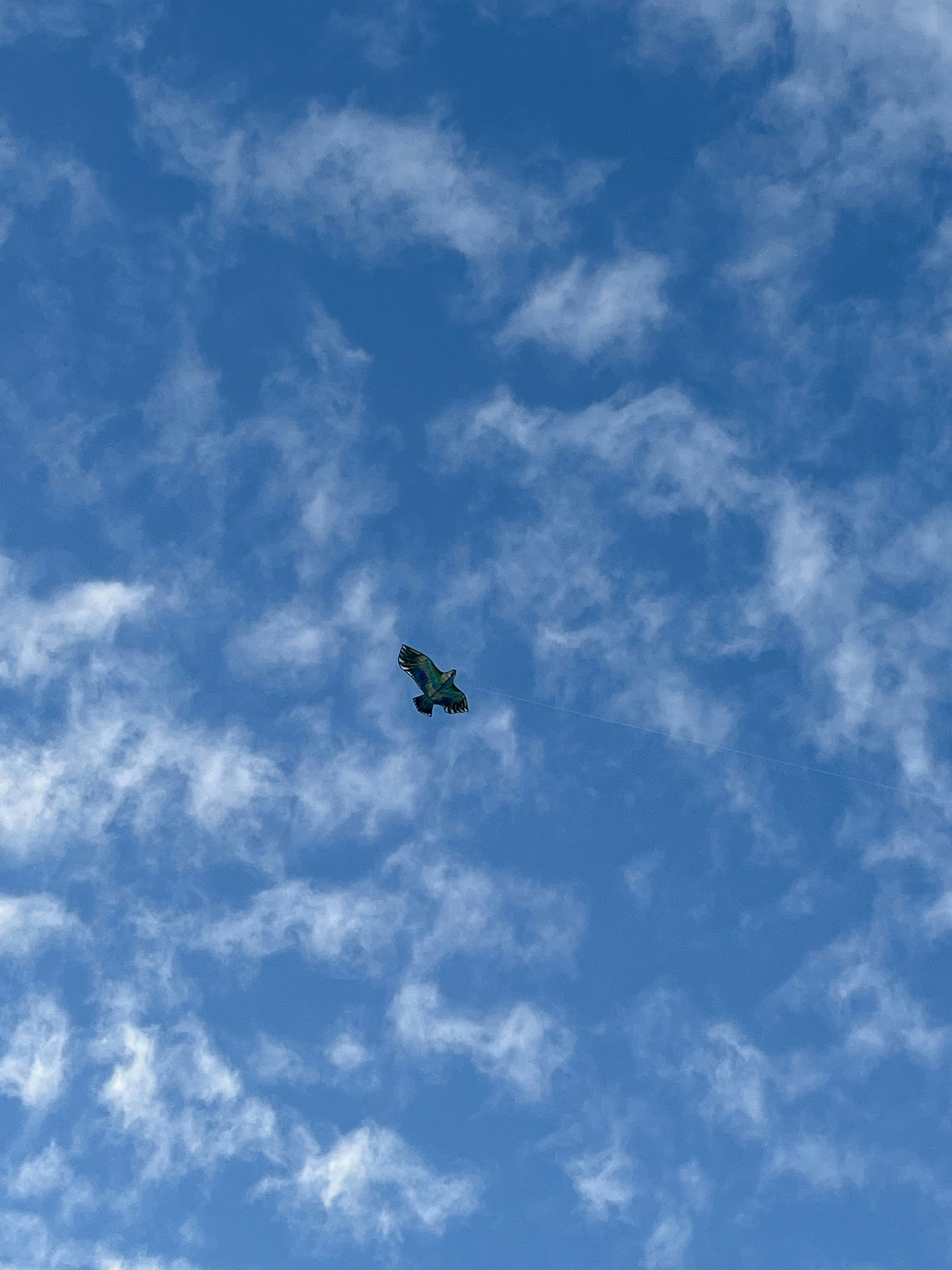 A bird of prey soaring in a blue sky.