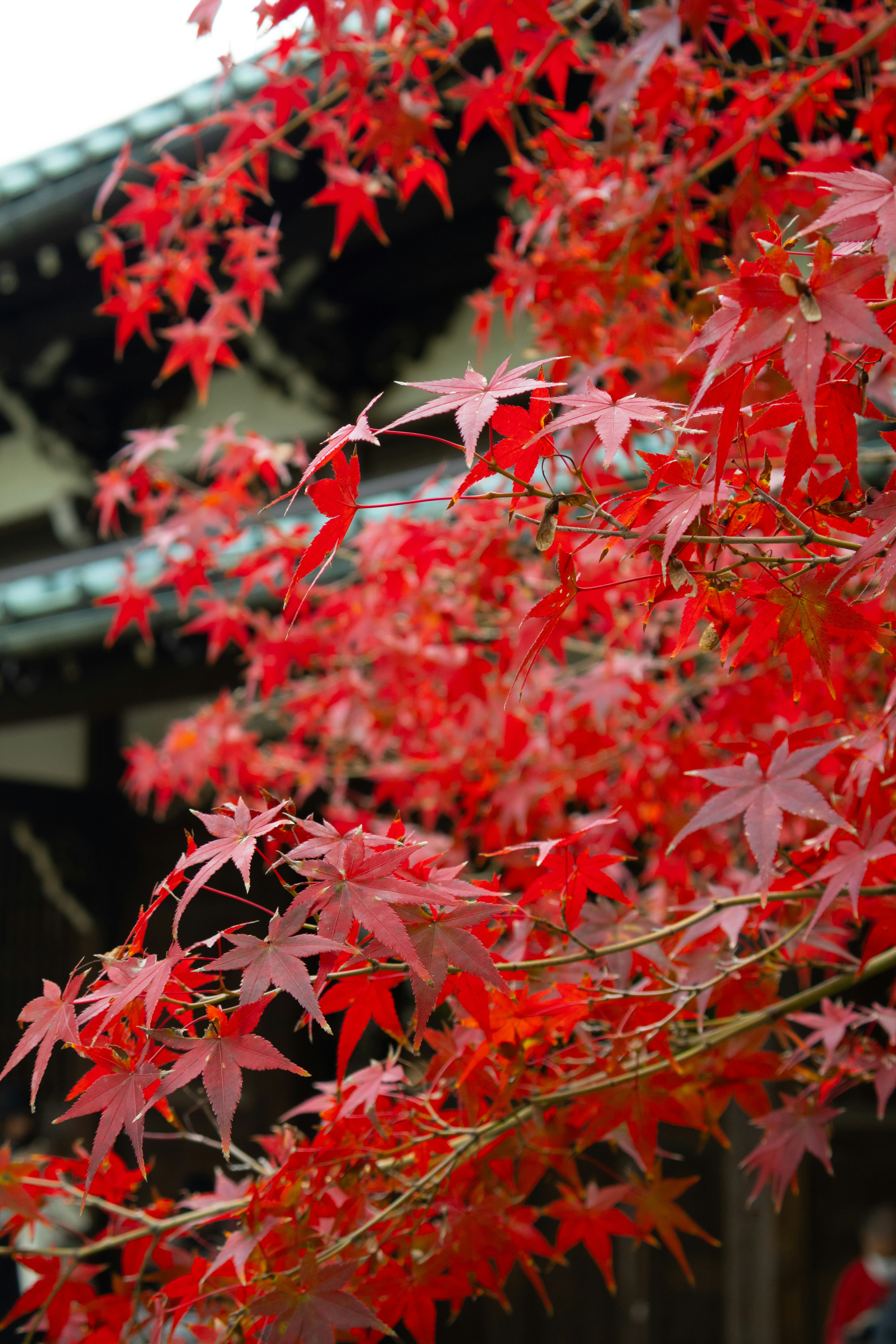 Photo by katekasiutich