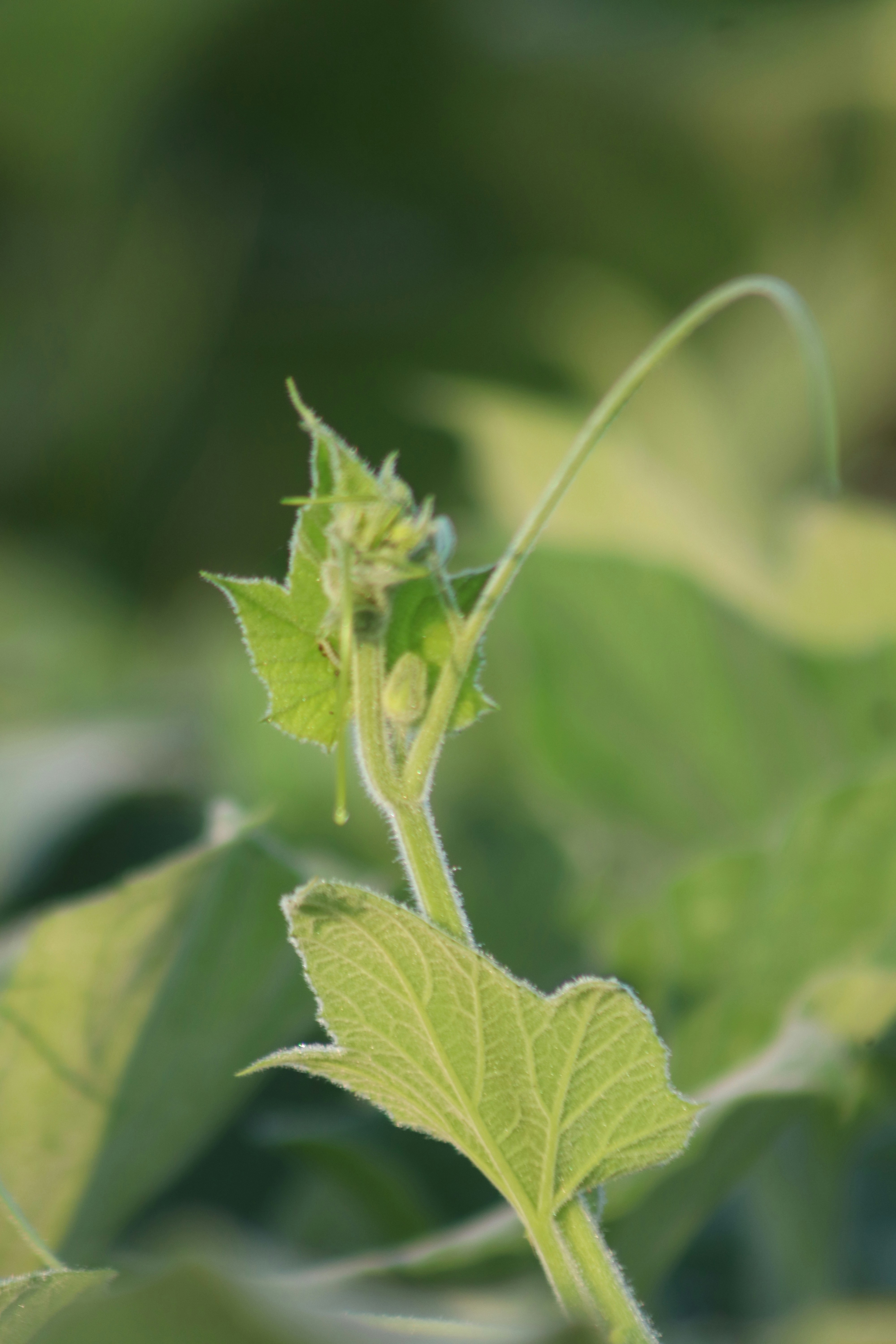 Photo by shadinnature