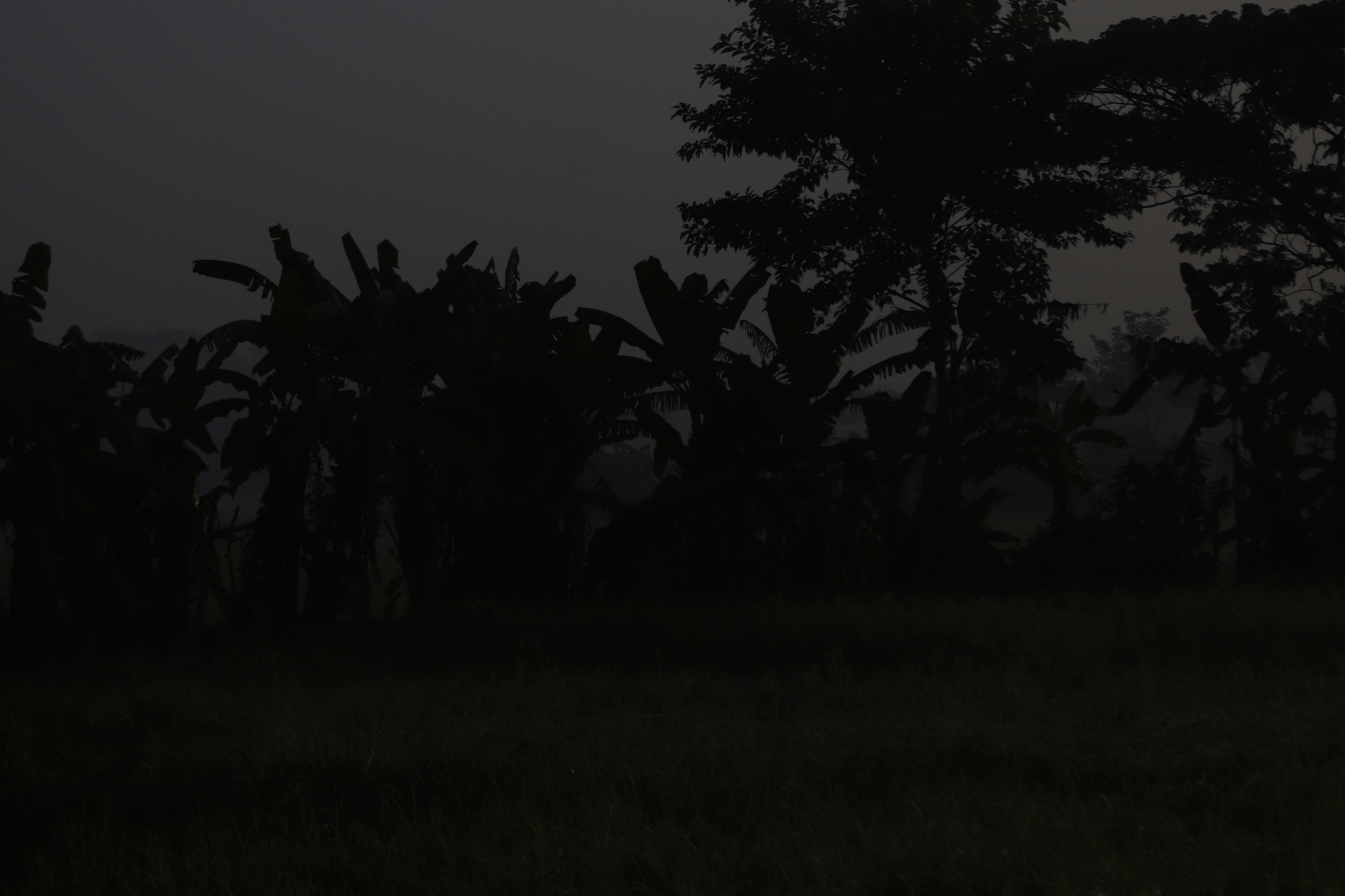 Dark tropical forest with banana trees at dusk 풍경 사진