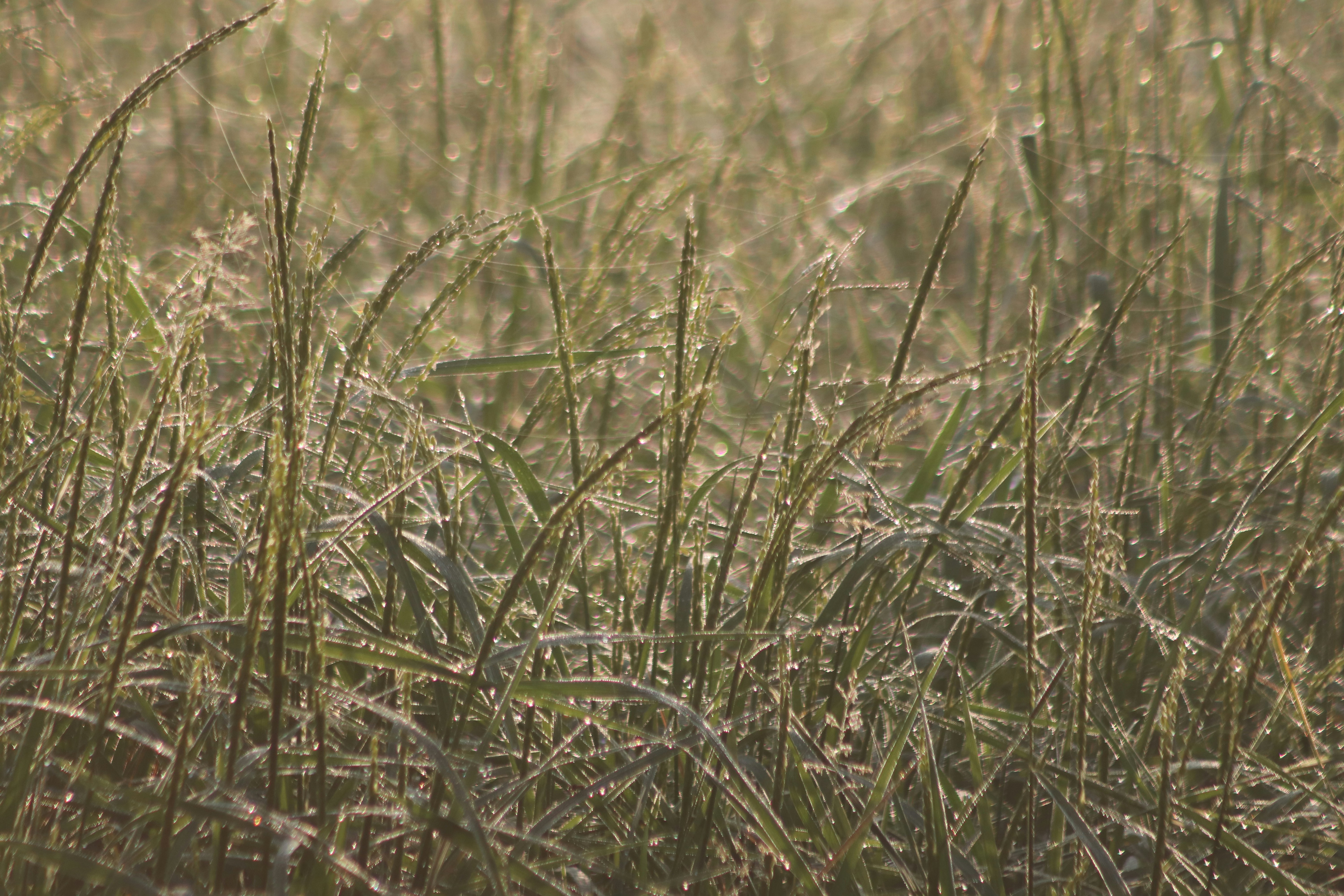 Photo by shadinnature