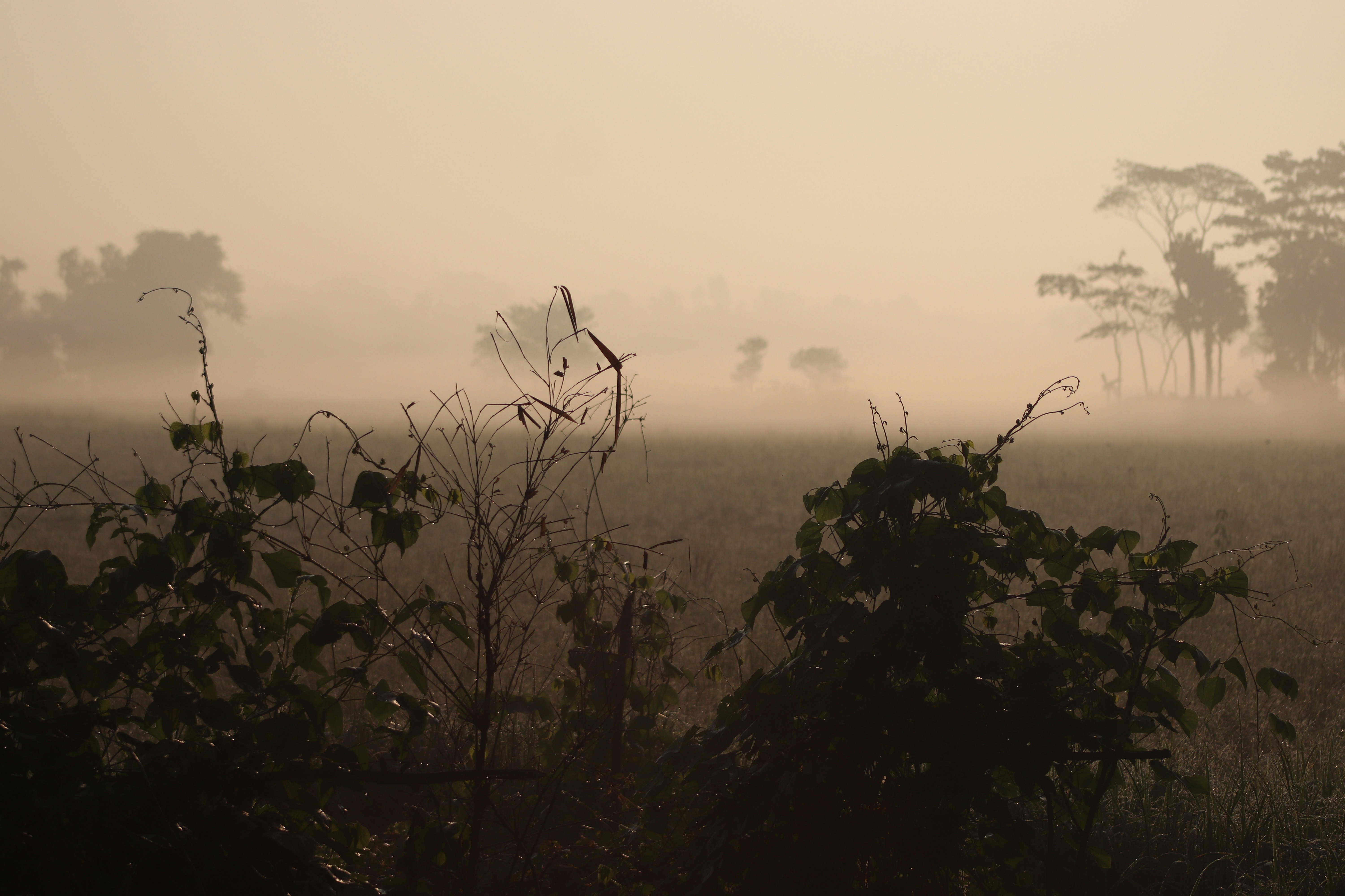 Photo by shadinnature