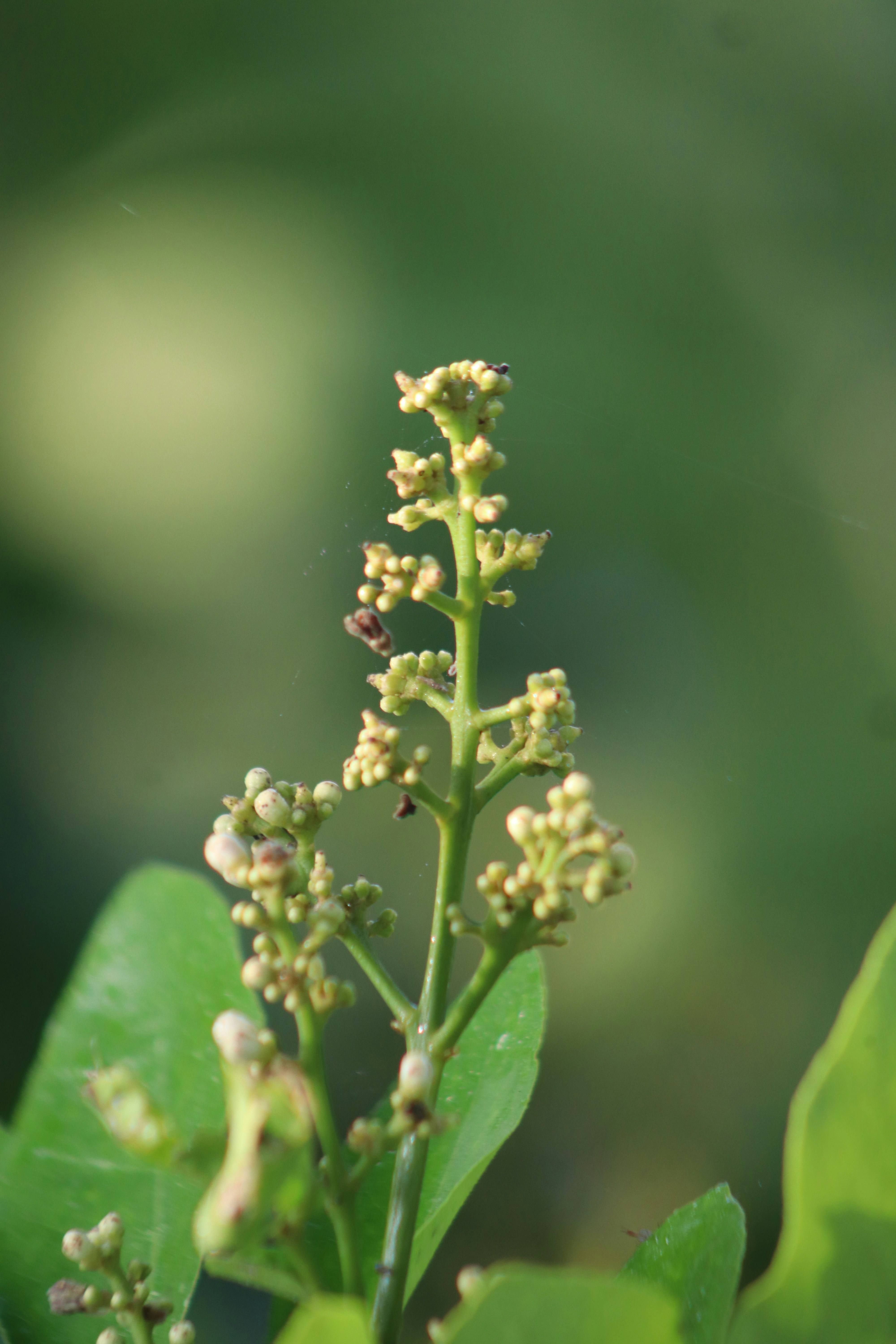 Photo by shadinnature