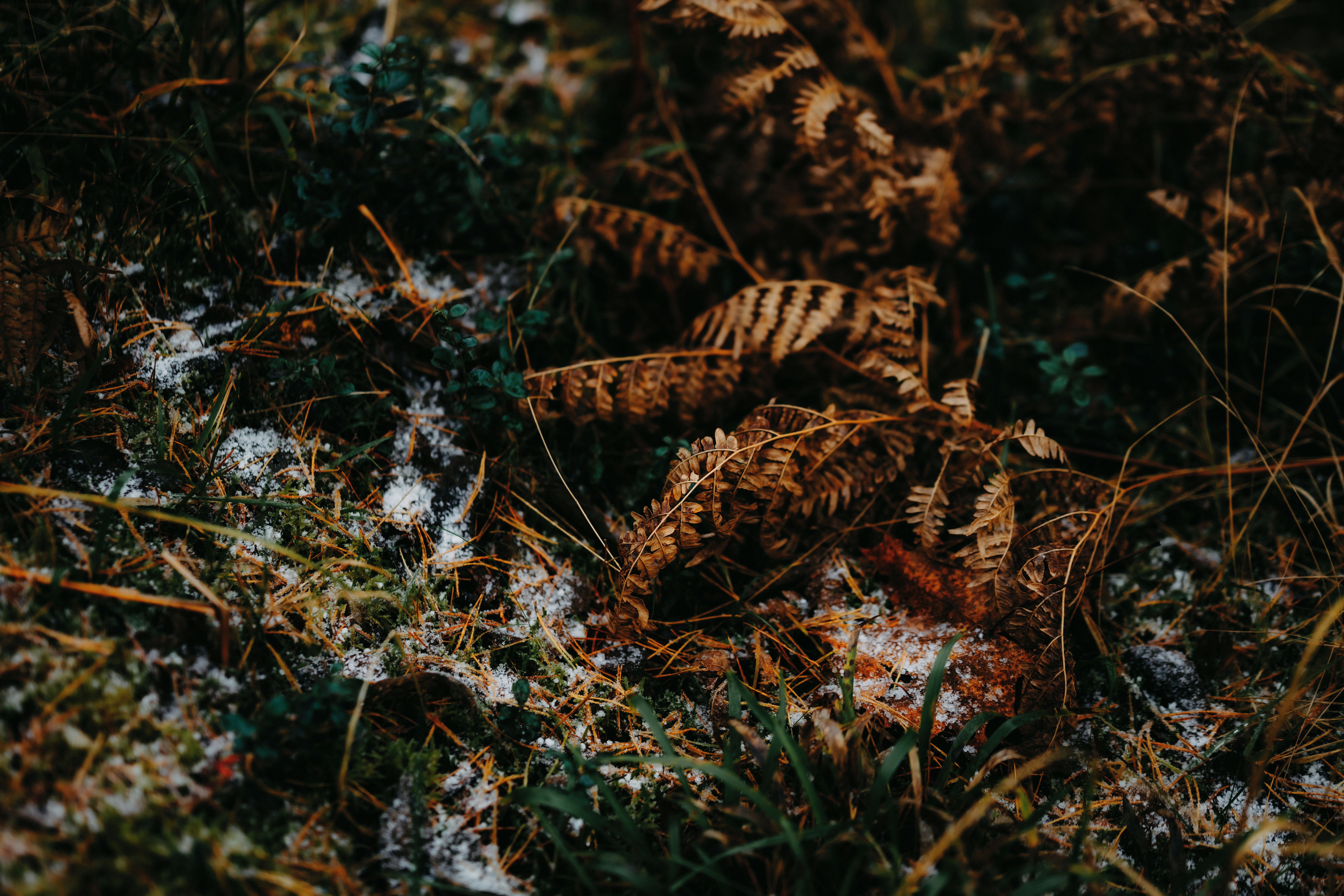 Photo by kristapsungurs