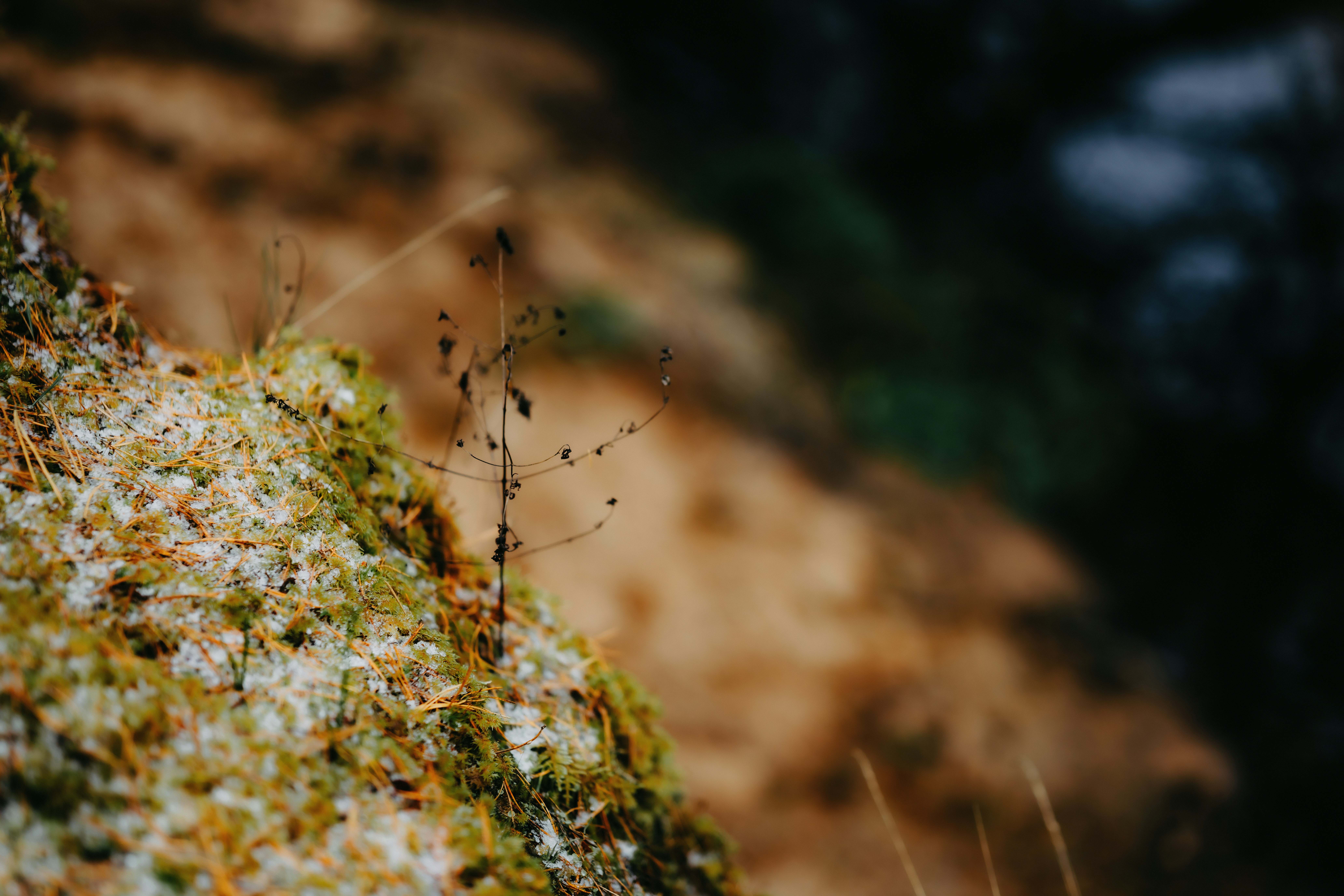 Photo by kristapsungurs