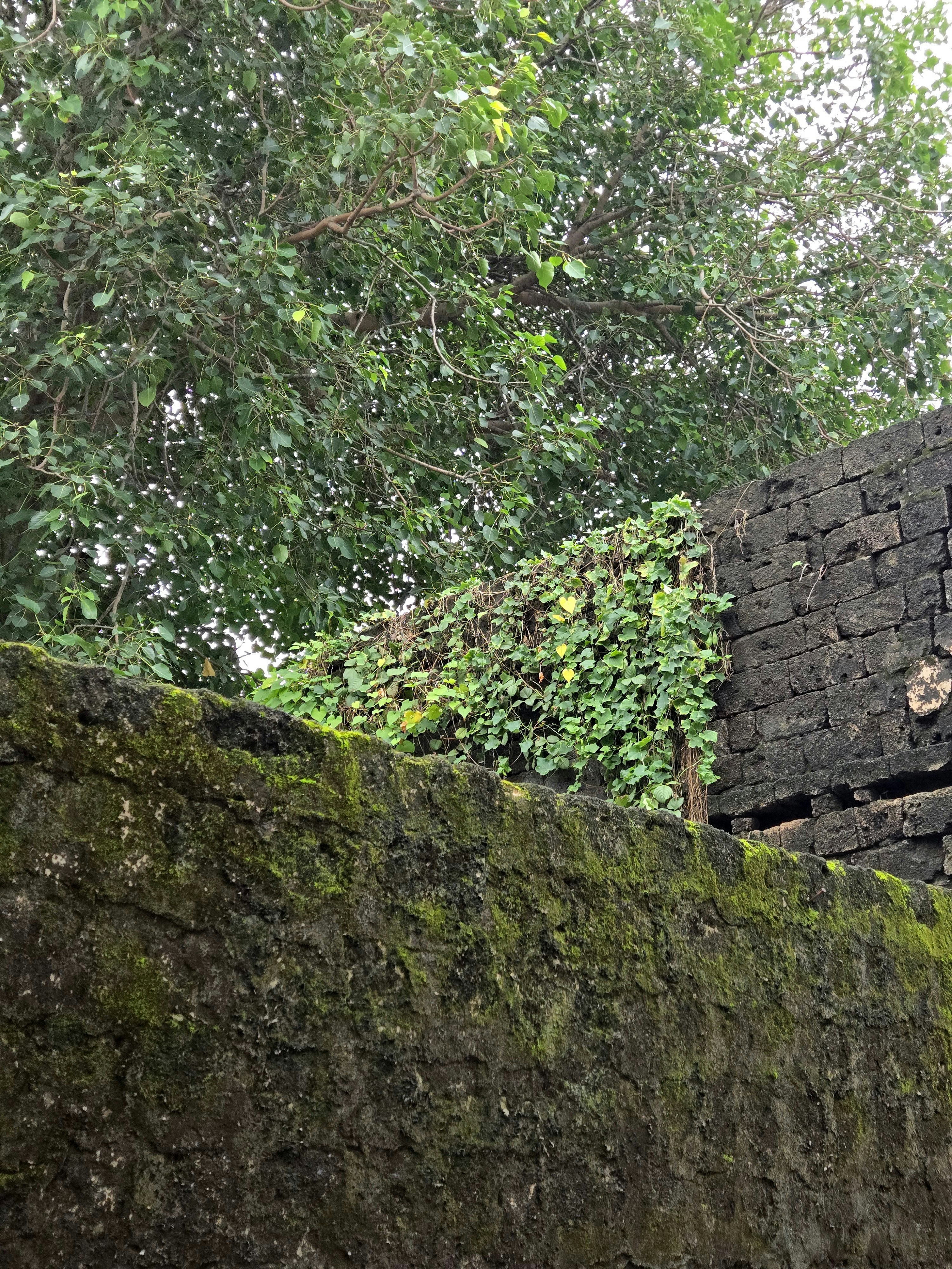 Mossy stone wall with green vines and trees