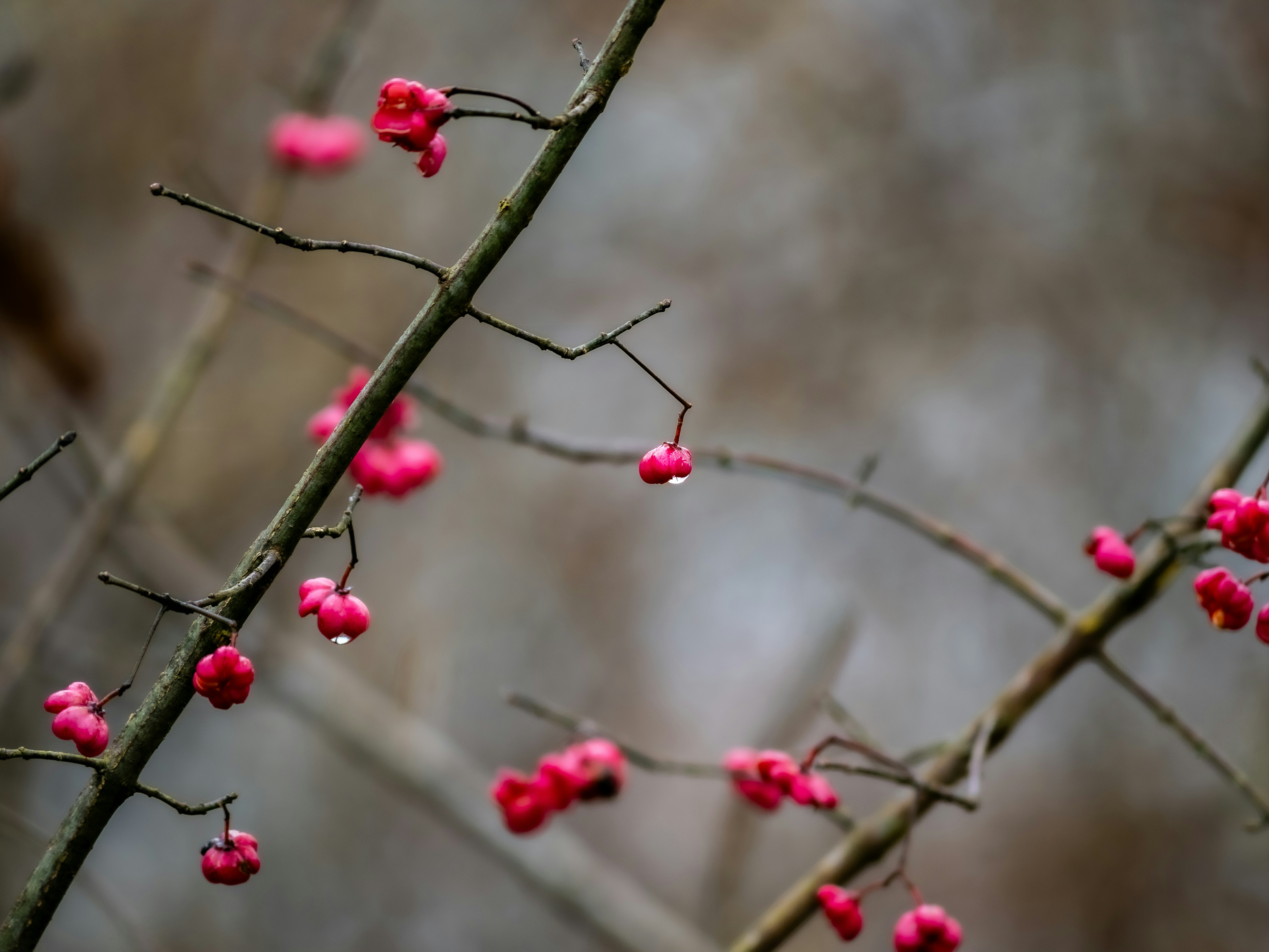 Photo by gopitri_prem