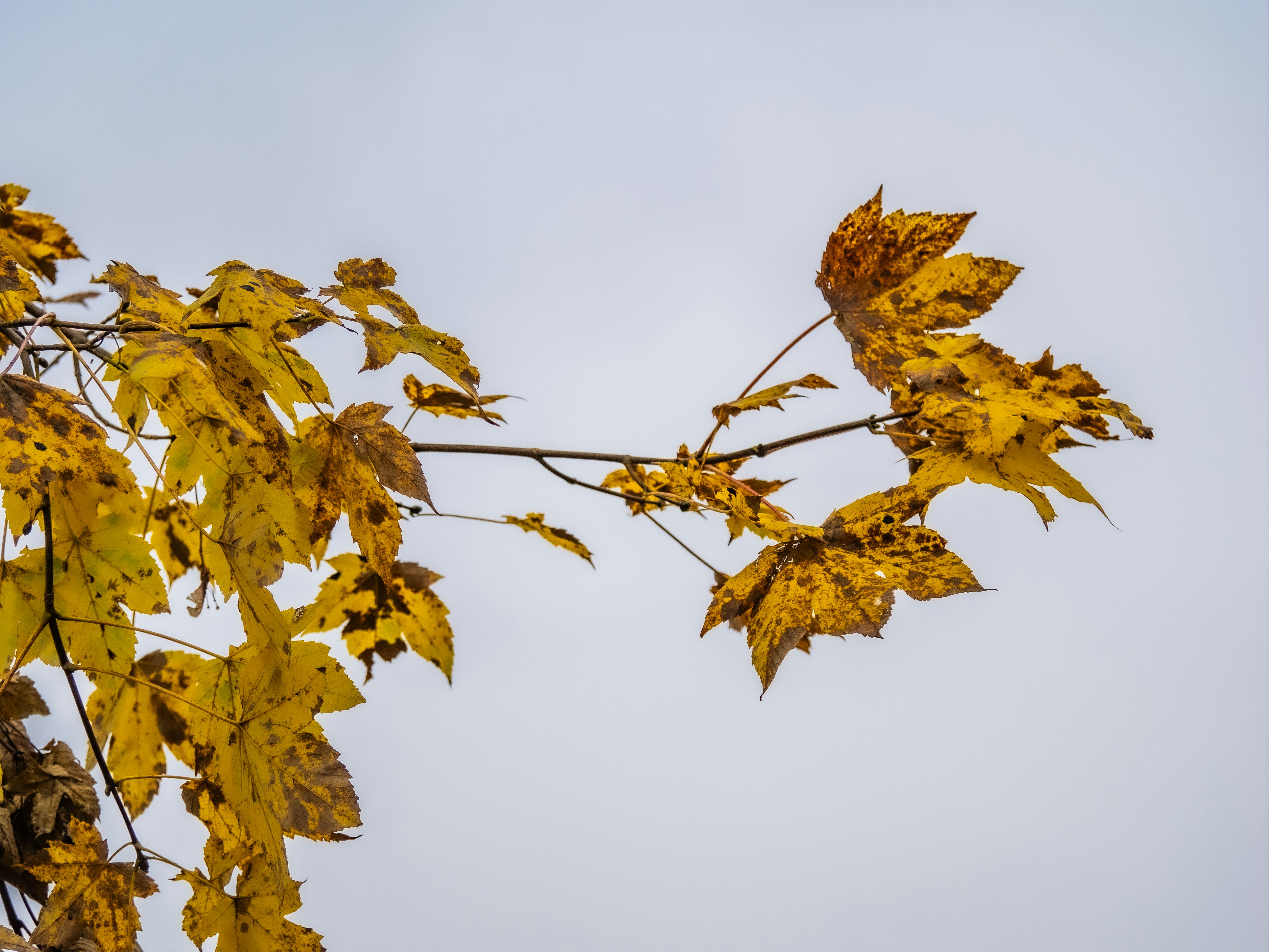 Photo by gopitri_prem