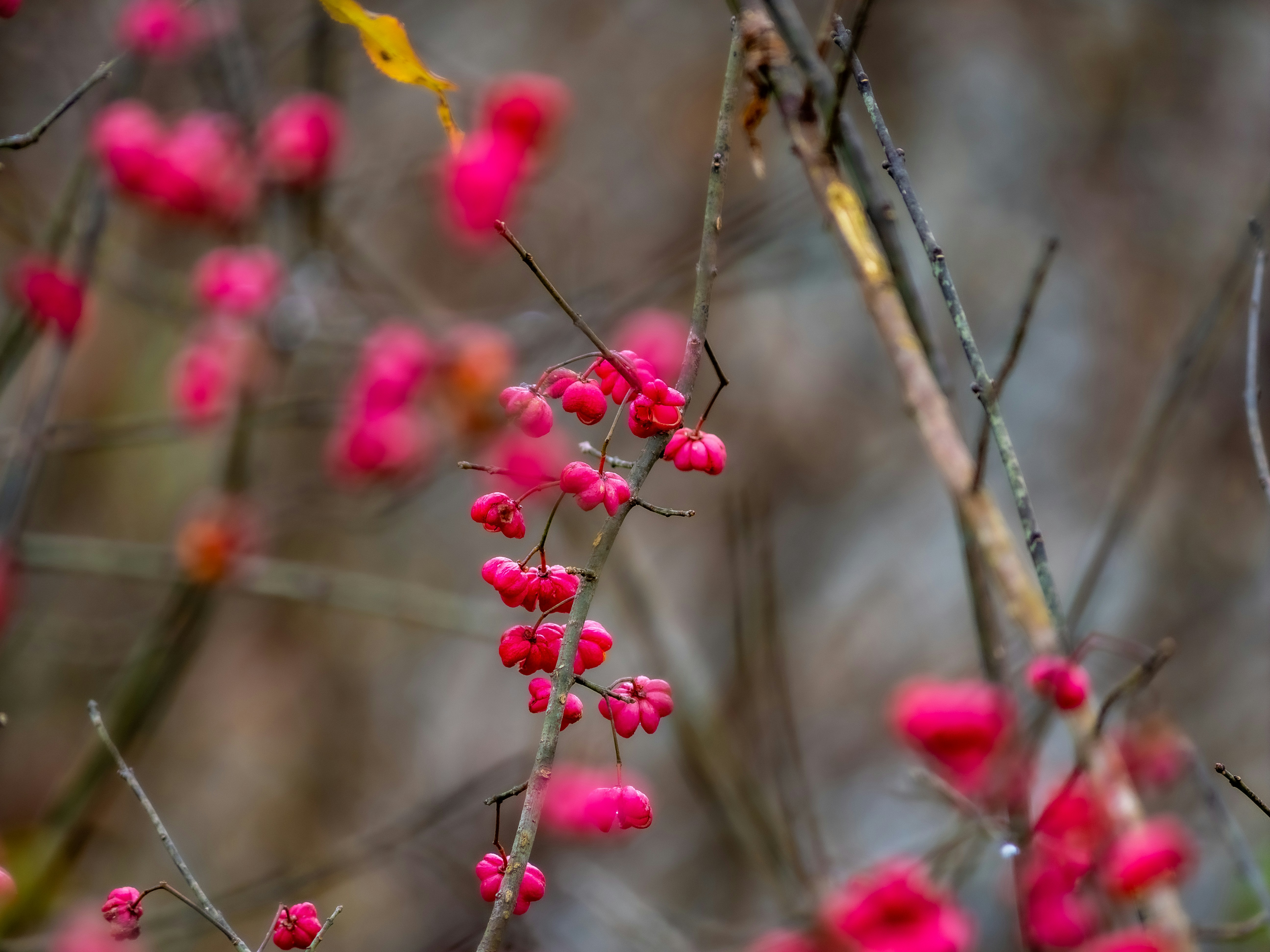 Photo by gopitri_prem