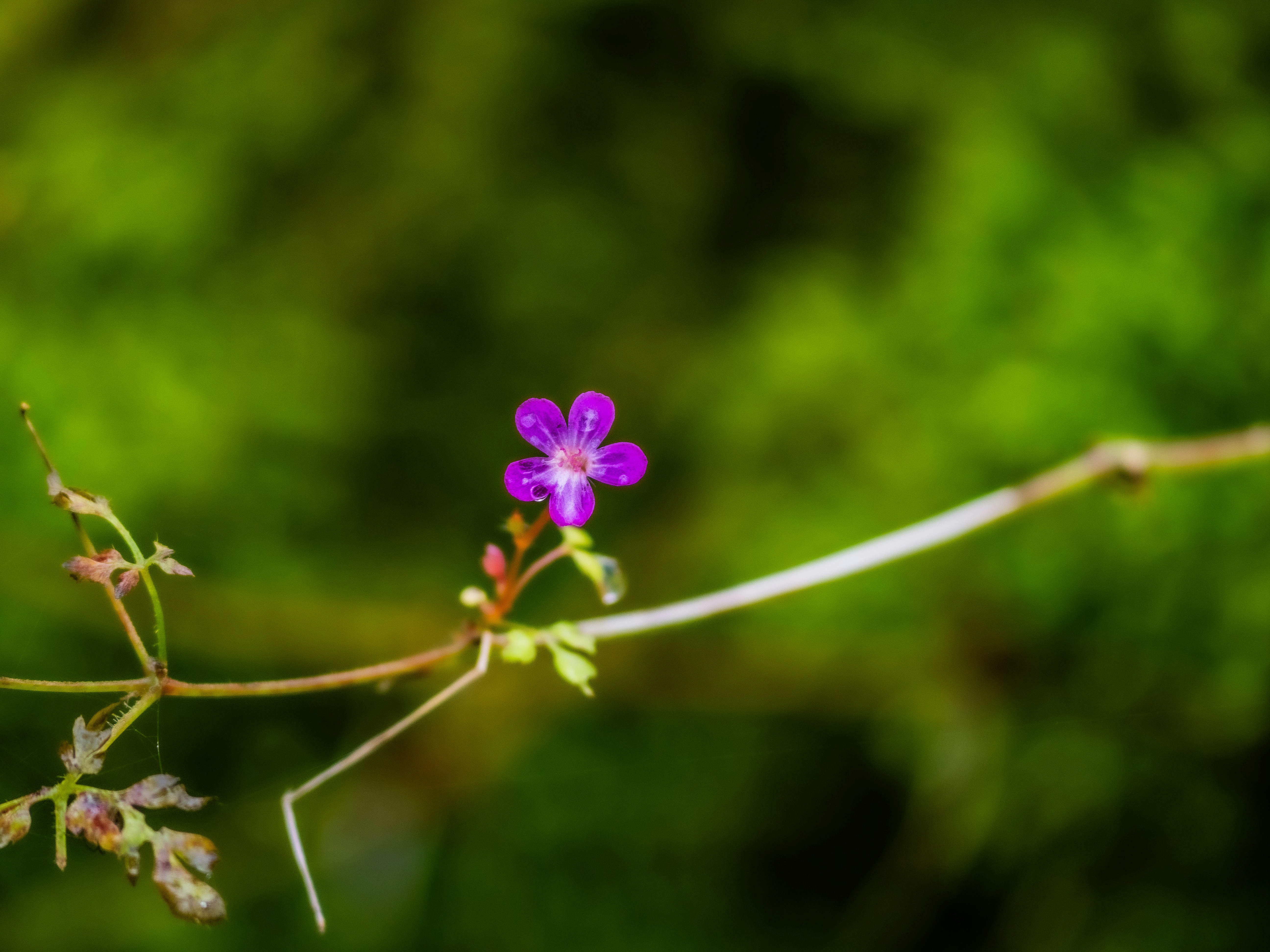 Photo by gopitri_prem