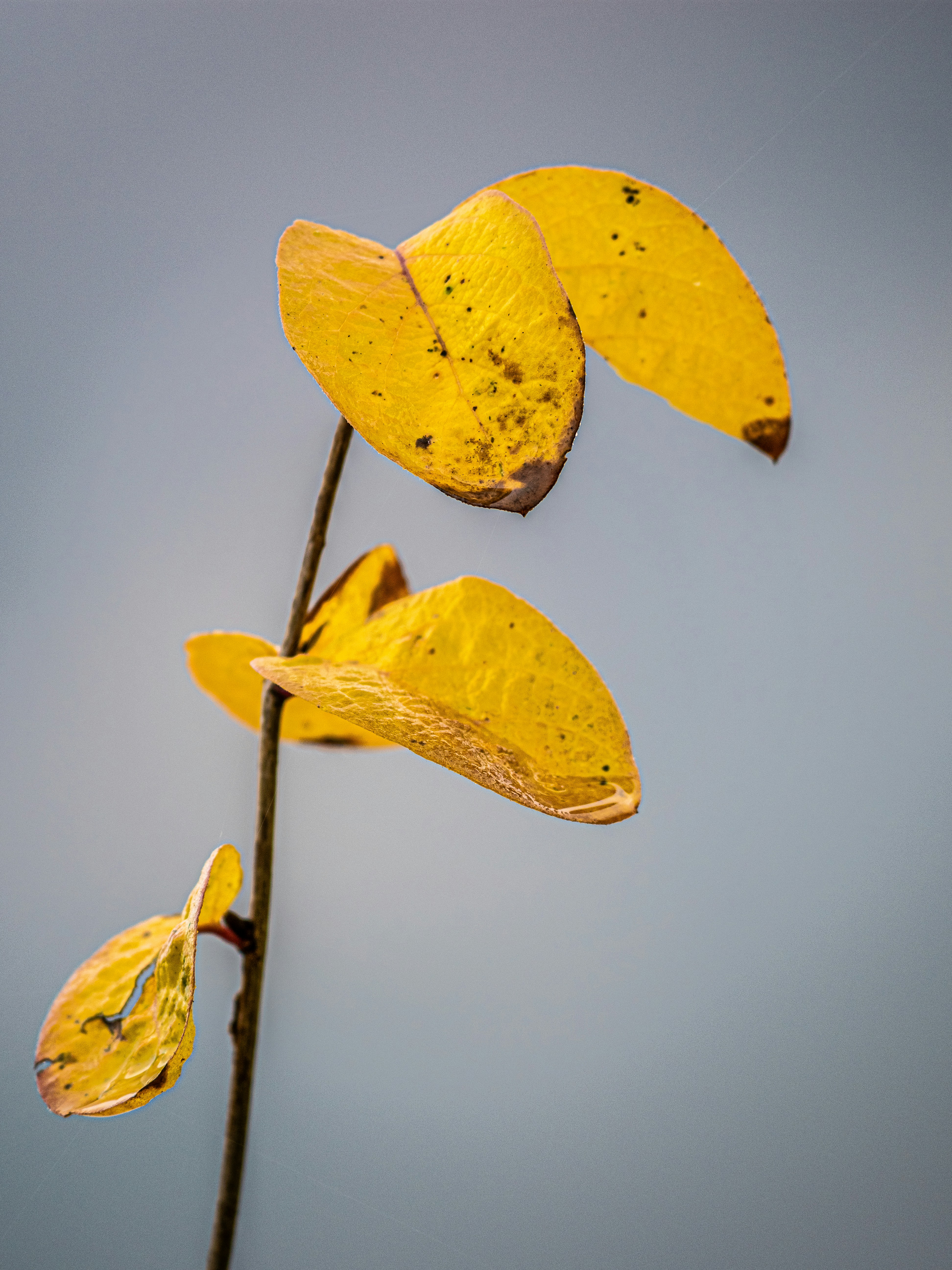 Photo by gopitri_prem