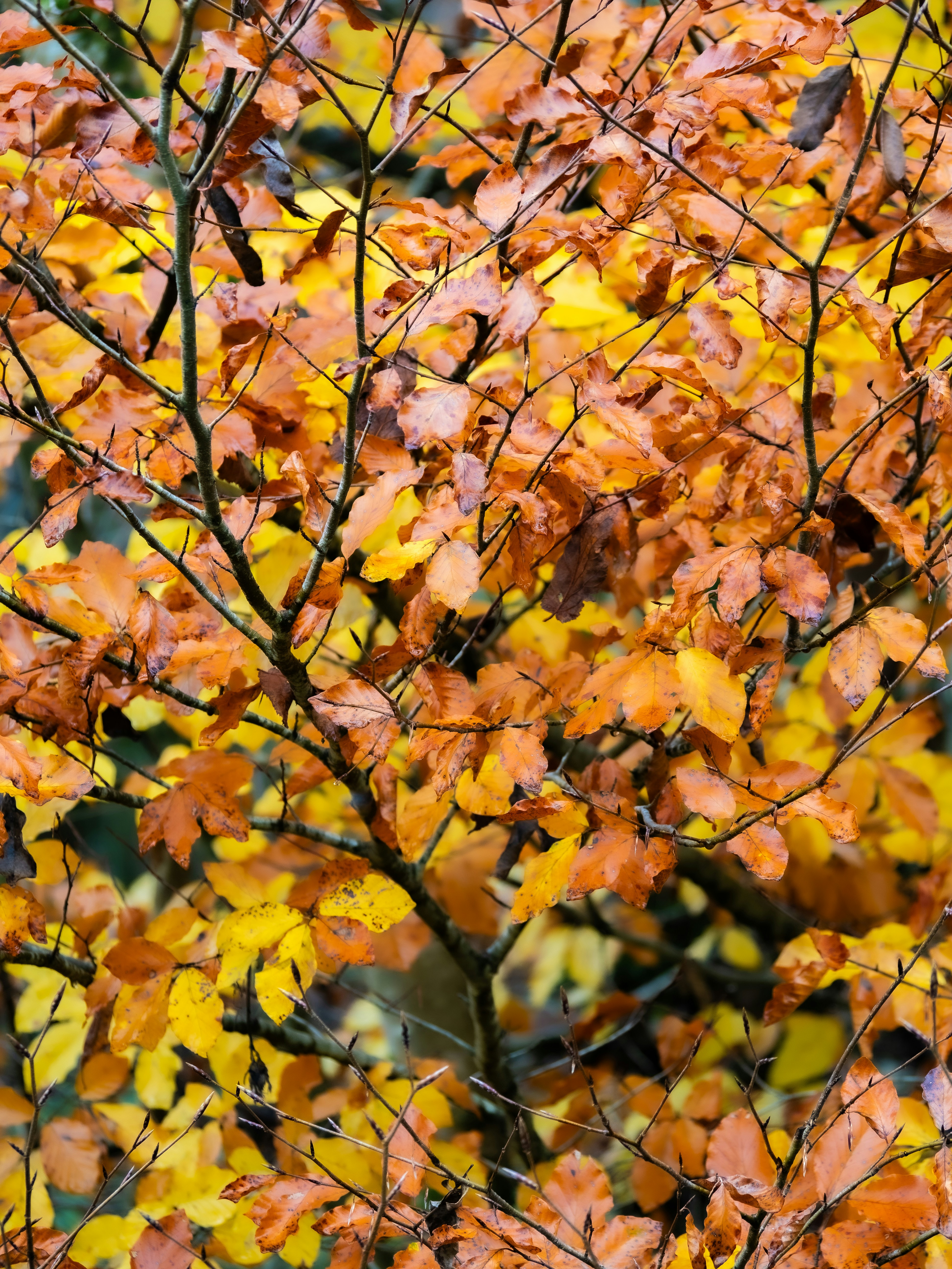 Photo by gopitri_prem