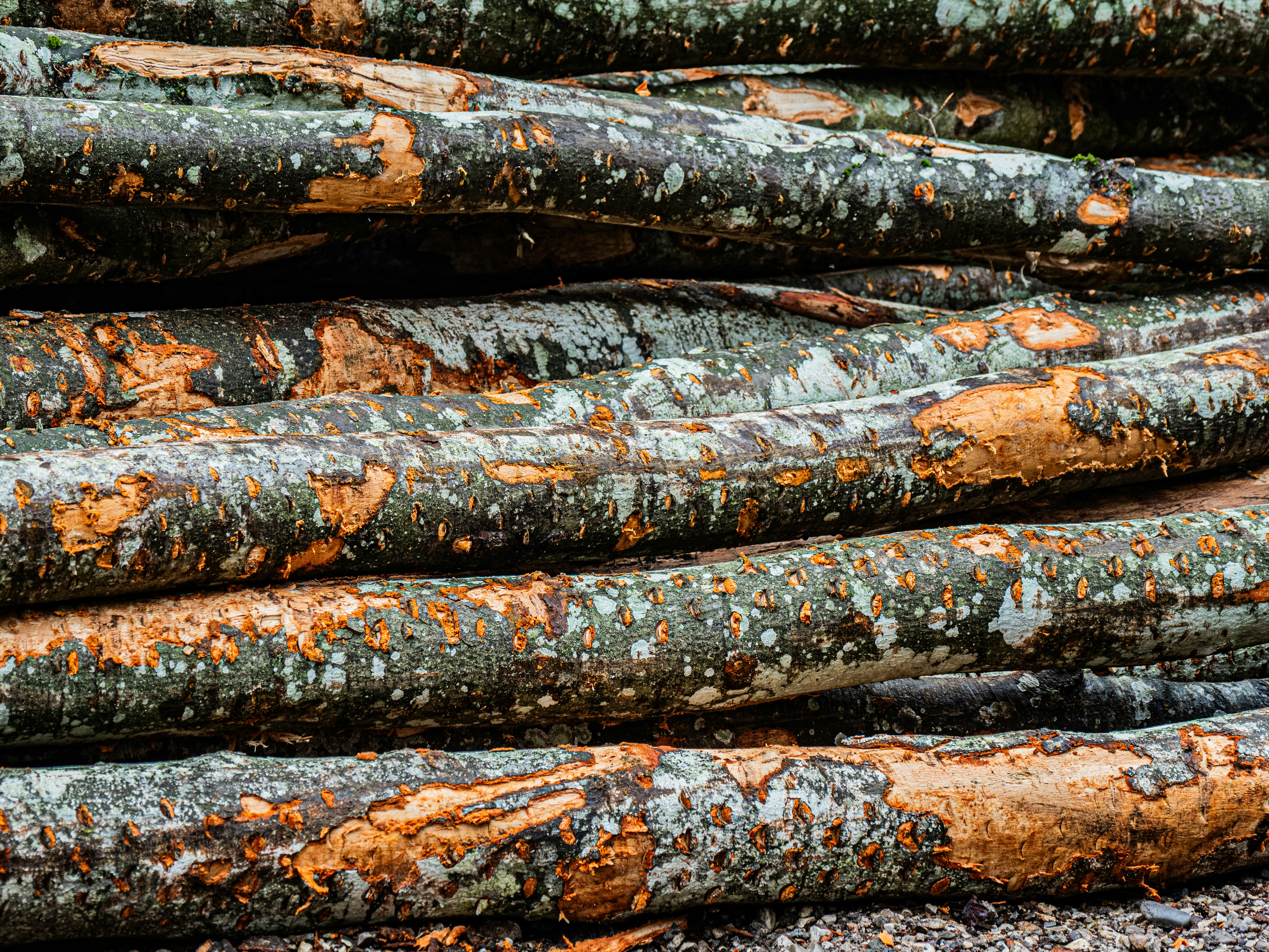 Photo by gopitri_prem