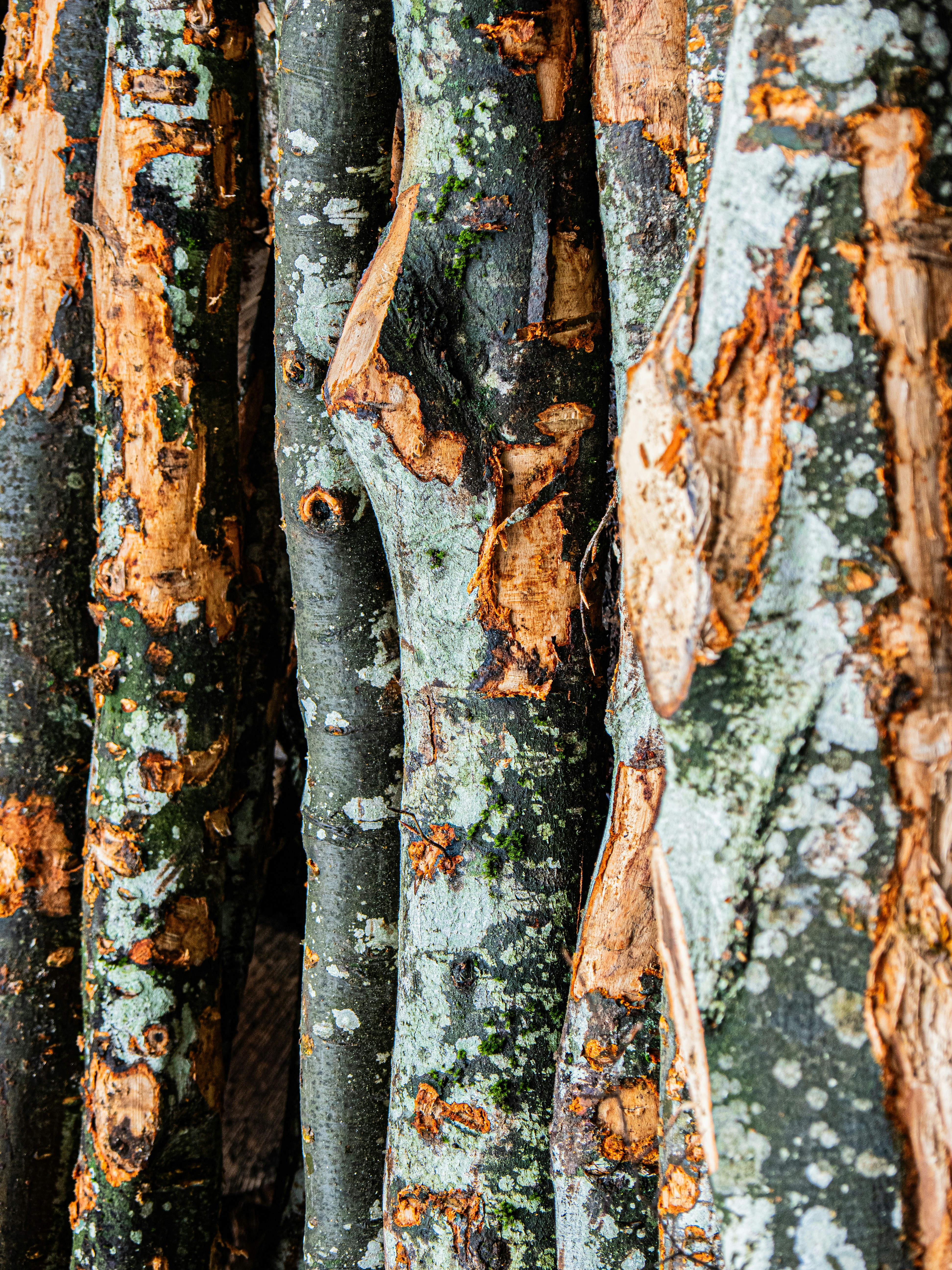 Photo by gopitri_prem