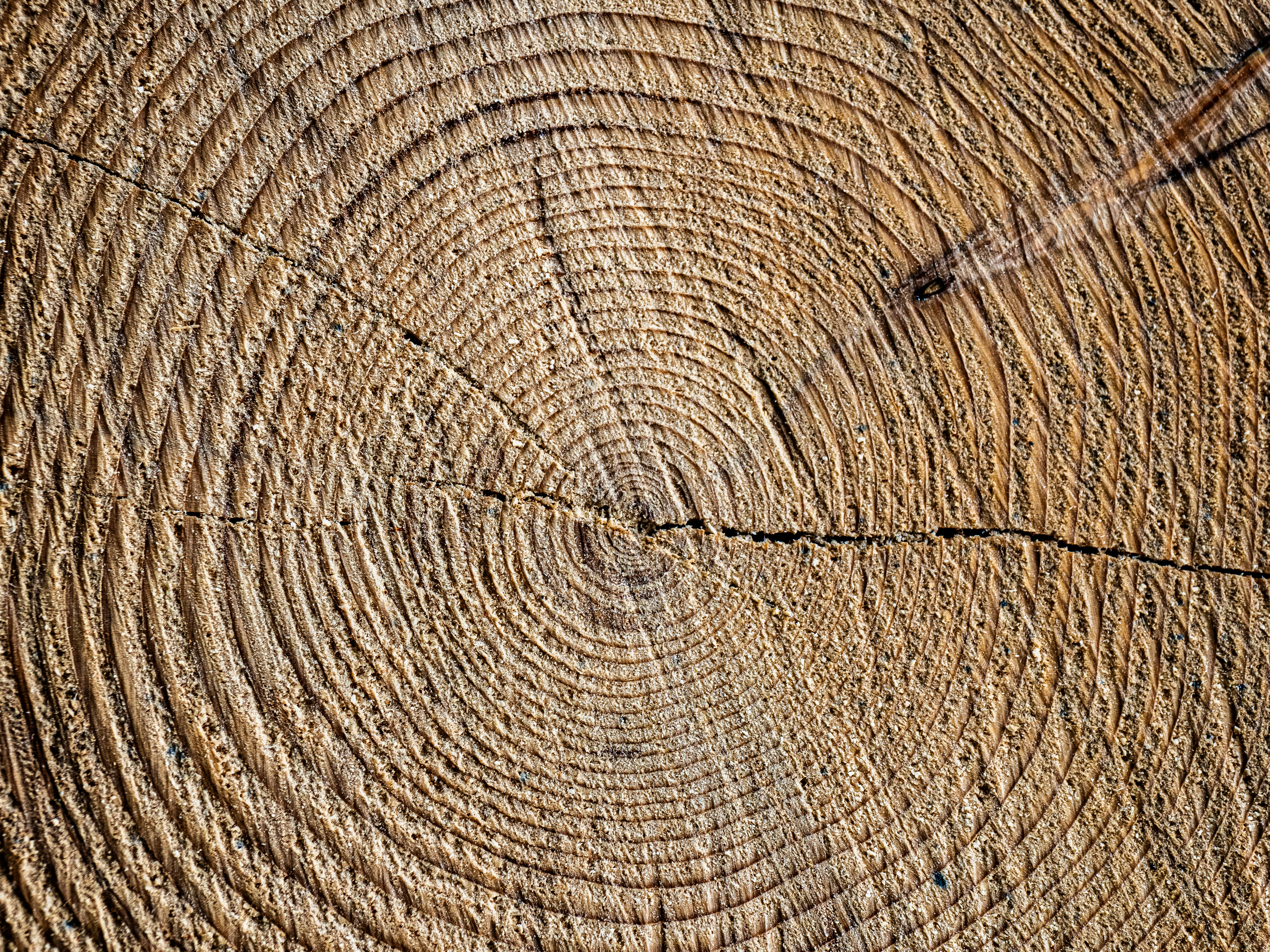 Photo by gopitri_prem