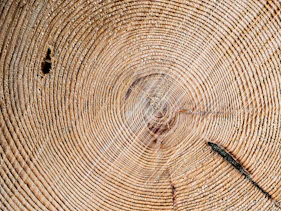 Close-up of a tree trunk cross-section with rings.