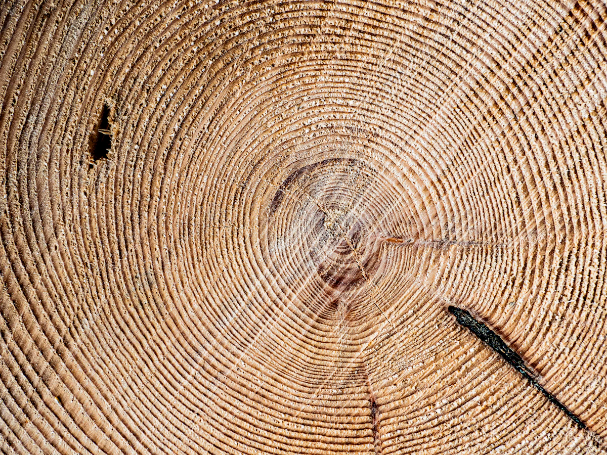 Close-up of a tree trunk cross-section showing growth rings after removal