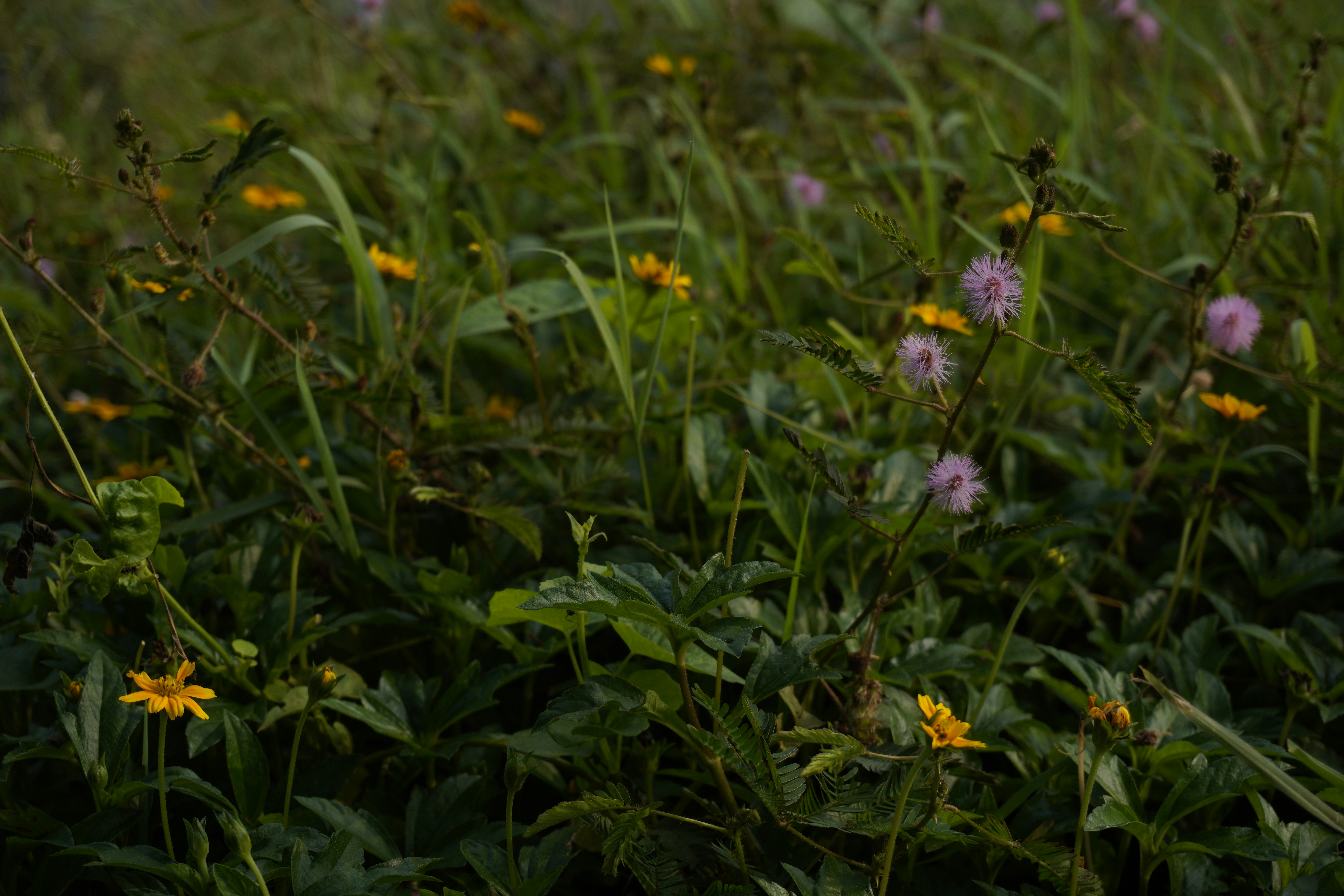 Wildblumen blühen auf einem üppig grünen Feld.