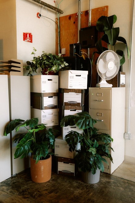 Office corner with plants, boxes, and a fan.