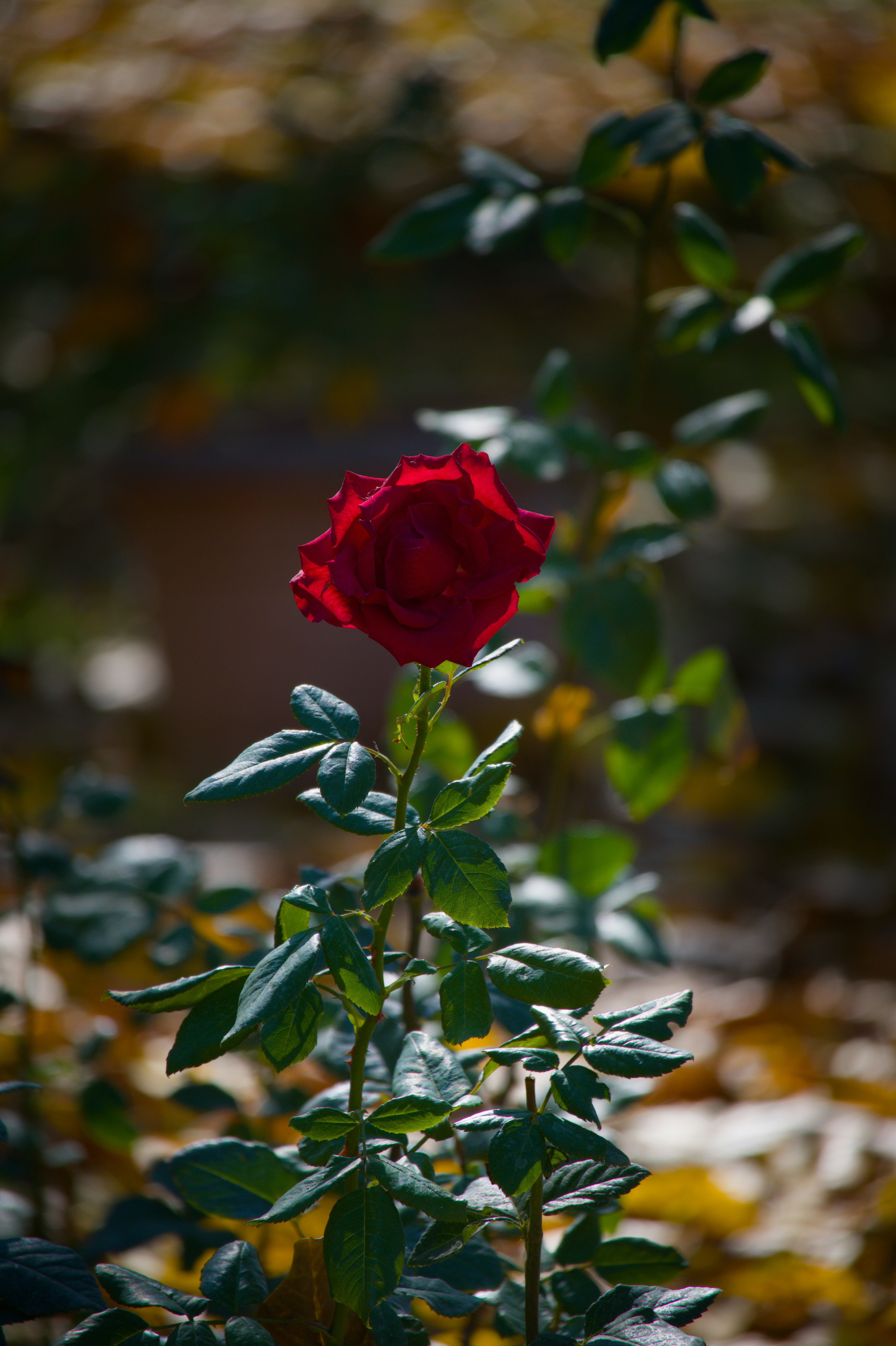 Photo by aminzabardast