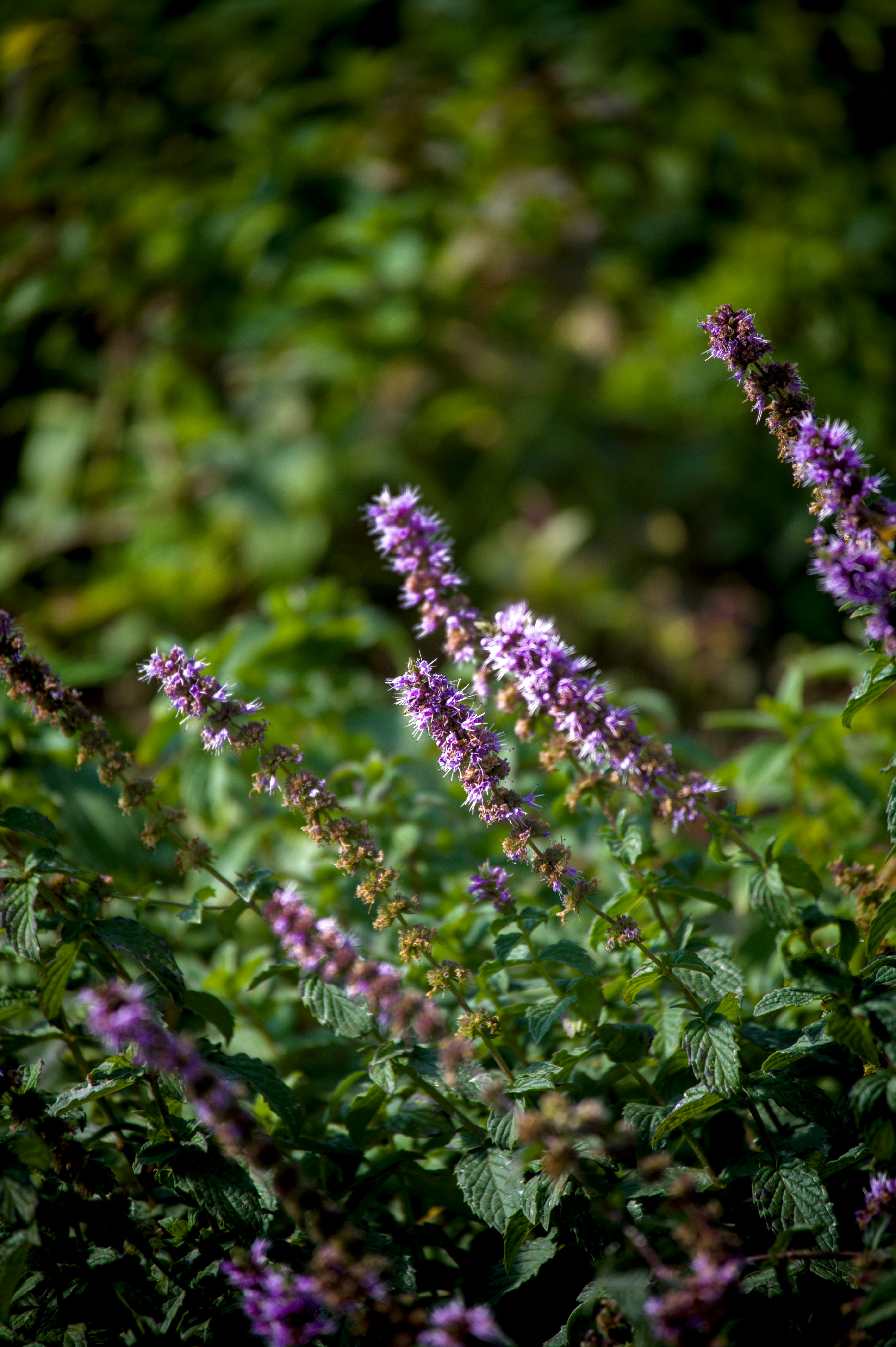 Photo by aminzabardast