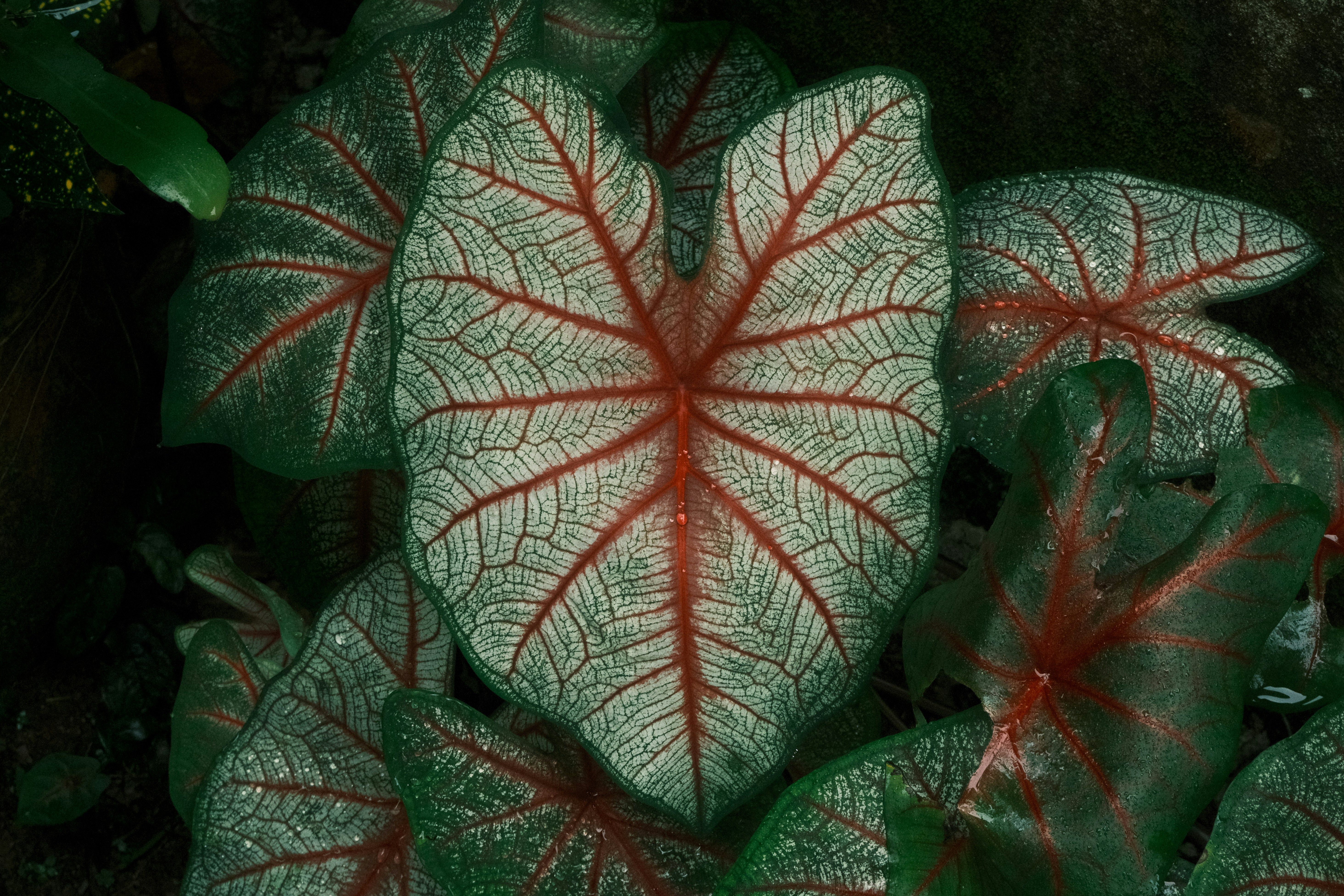 Close-up of a caladium leaf with red veins.