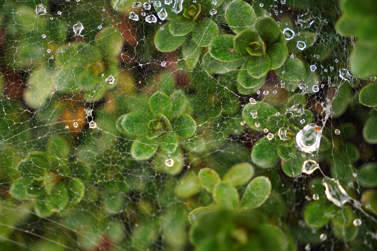 Spider Mites on Plant Leaves India Treatment