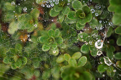 Spider Mites on Plant Leaves India Treatment
