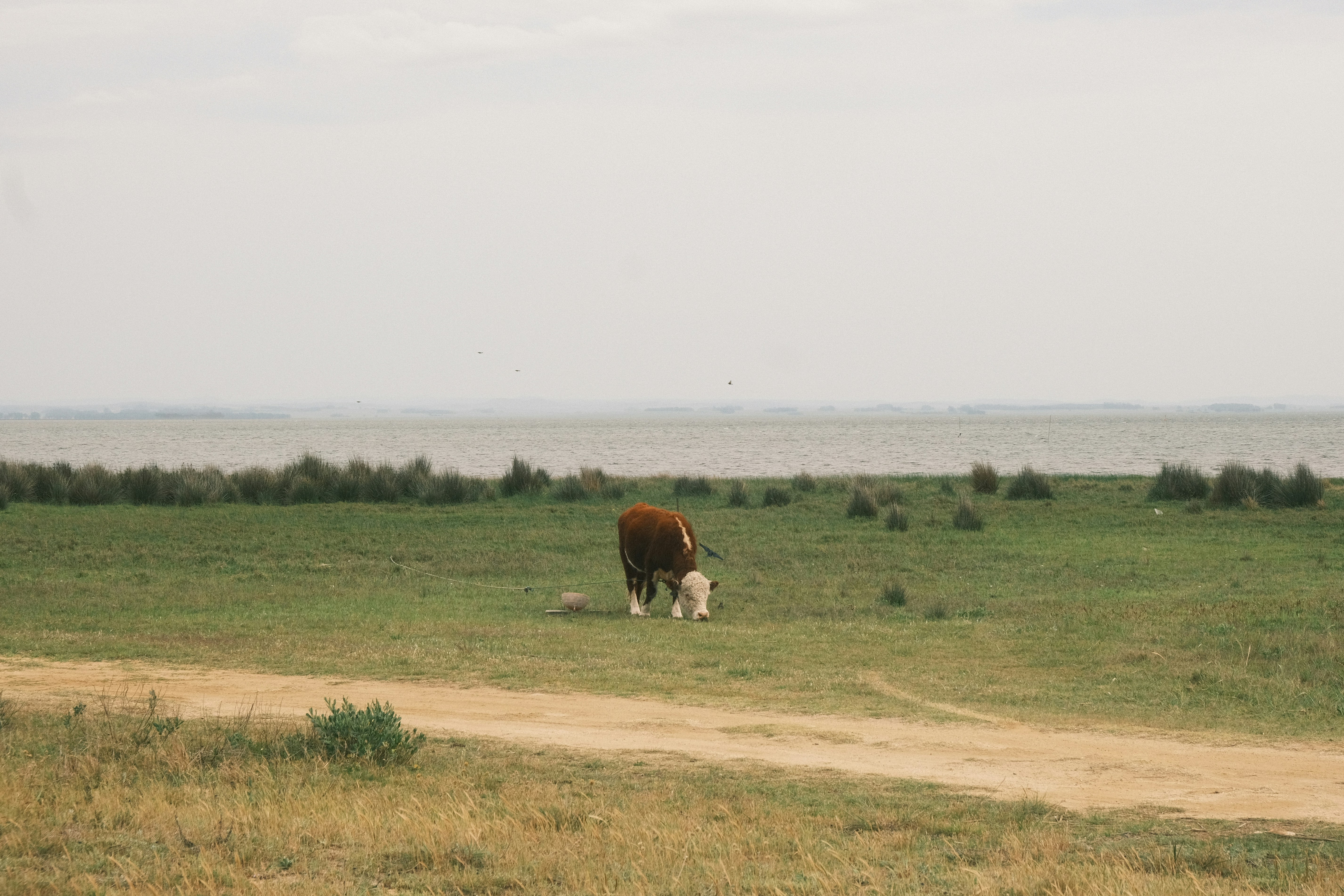 A cow and calf grazing in a grassy field.