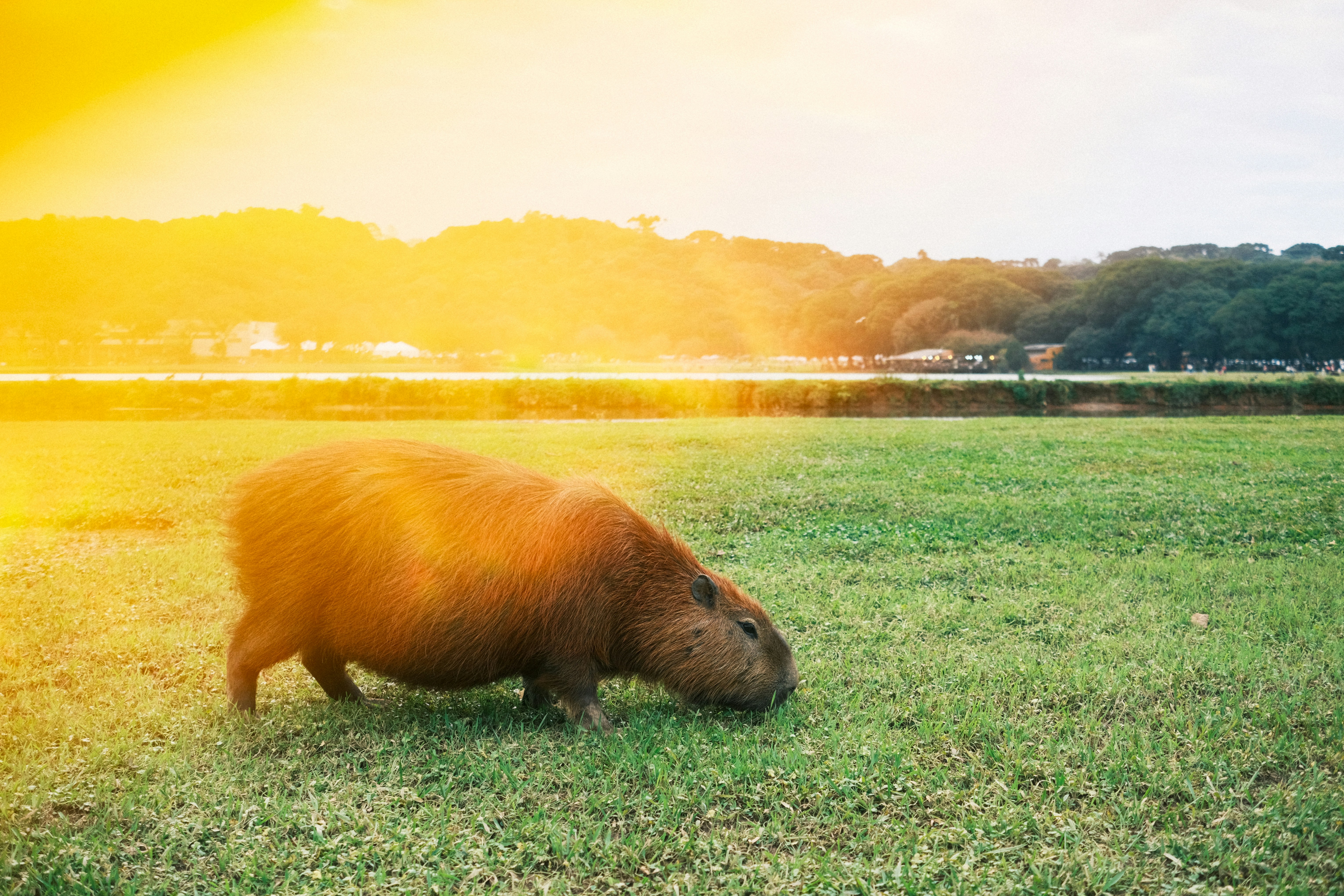 A capybara grazes on a grassy field.