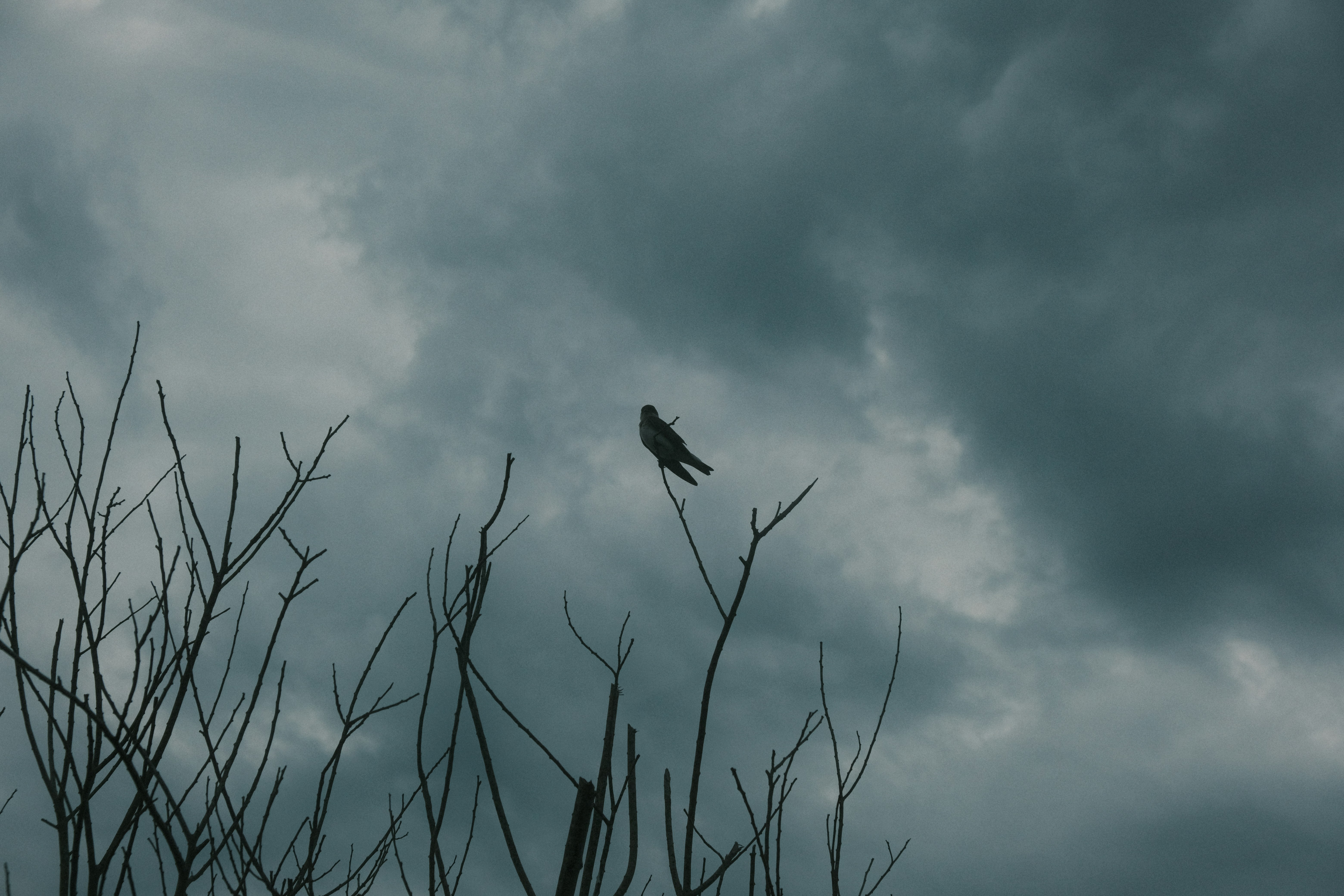 A lone bird perched on a bare tree branch.