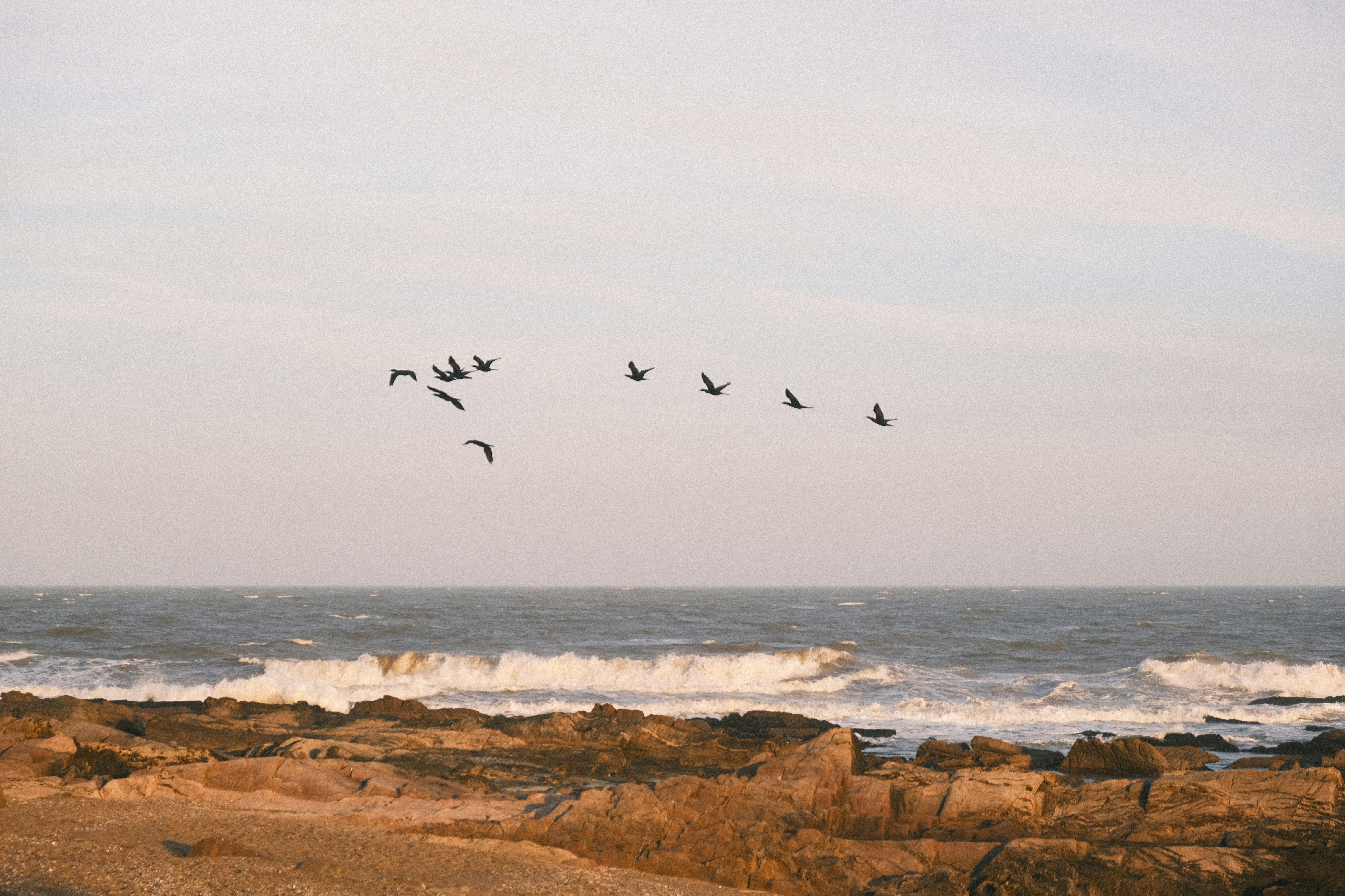 Birds flying over the ocean waves near a rocky shore.