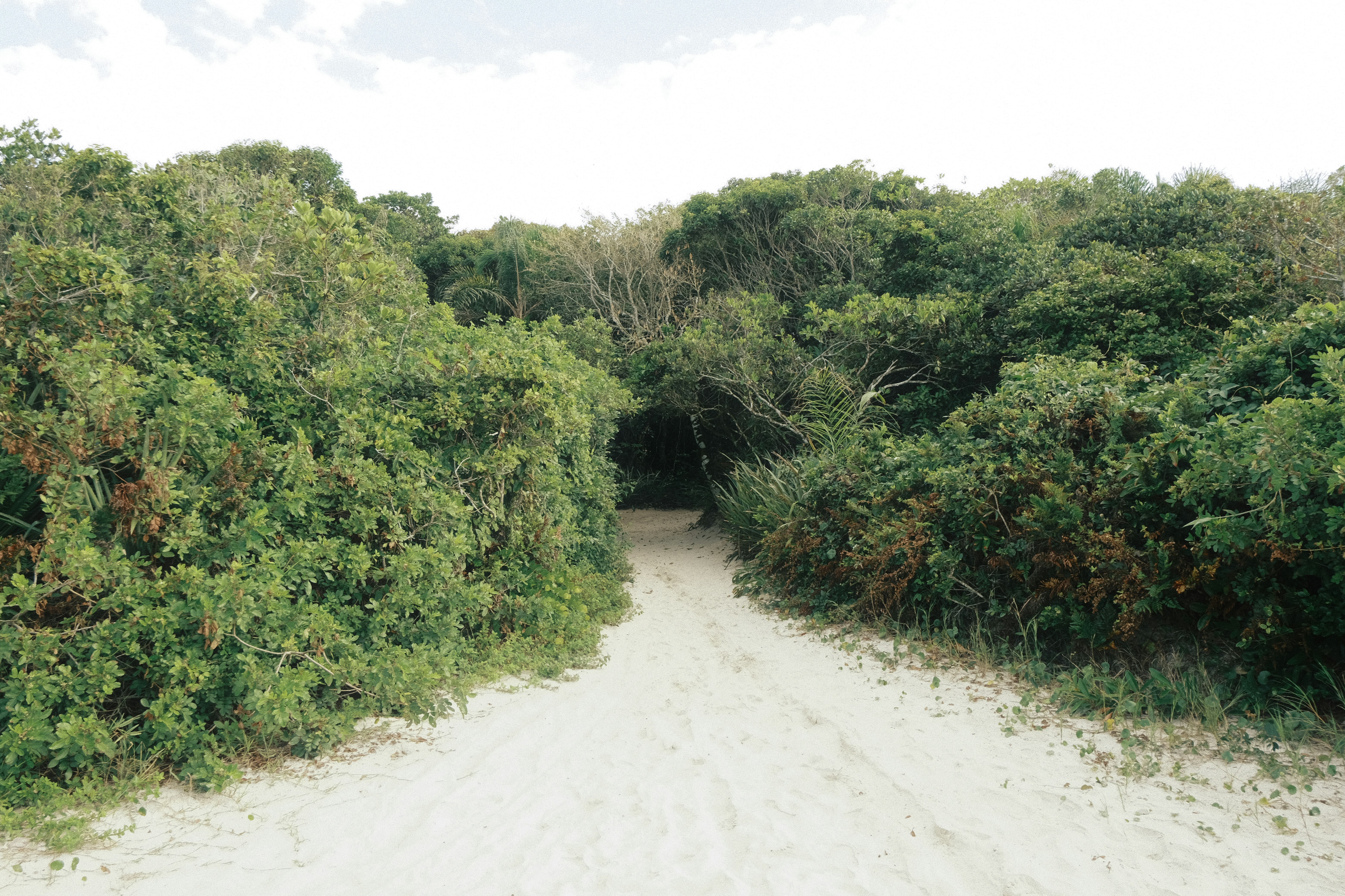 Sandy path leads through dense green bushes
