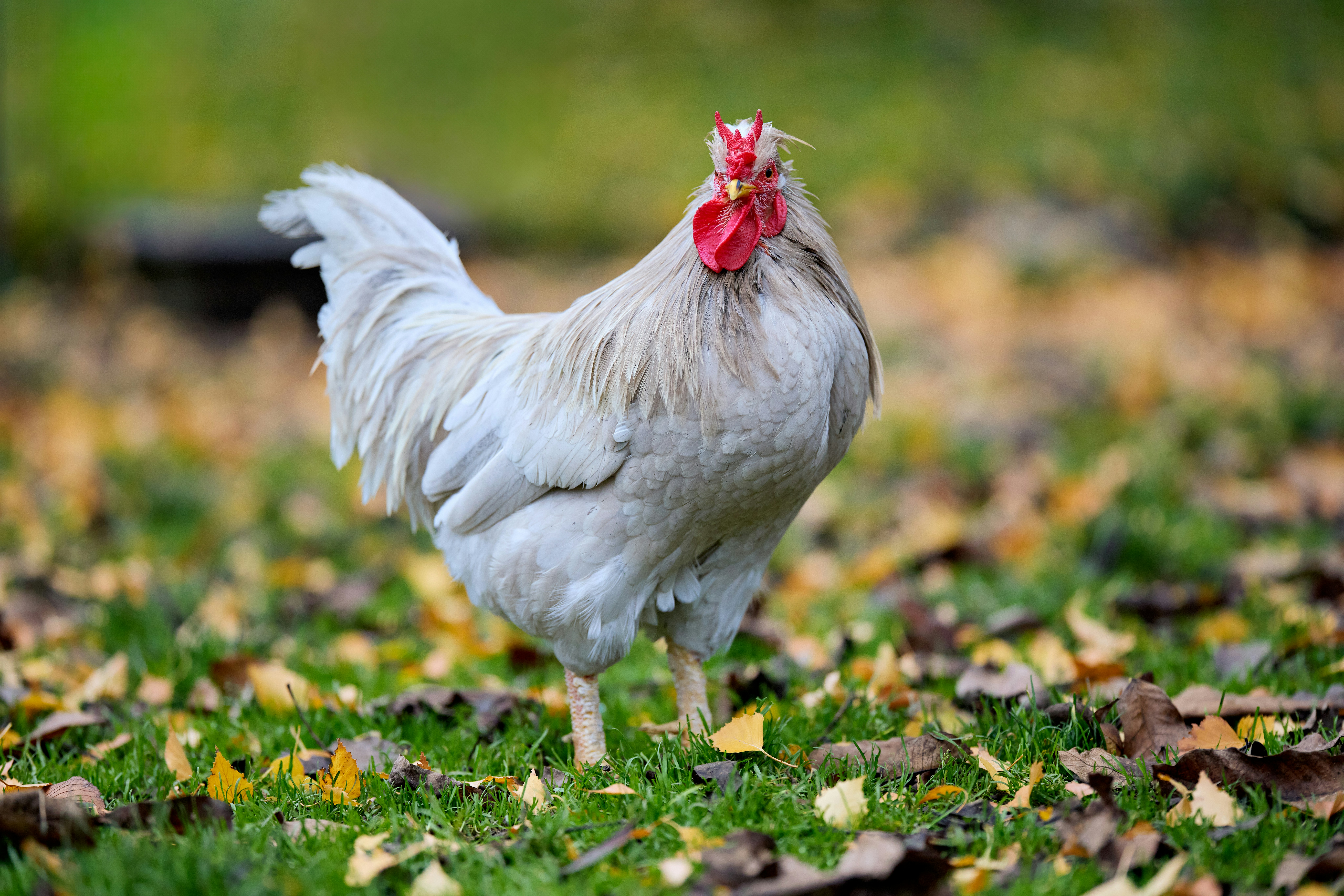 Photo by erwinbosman