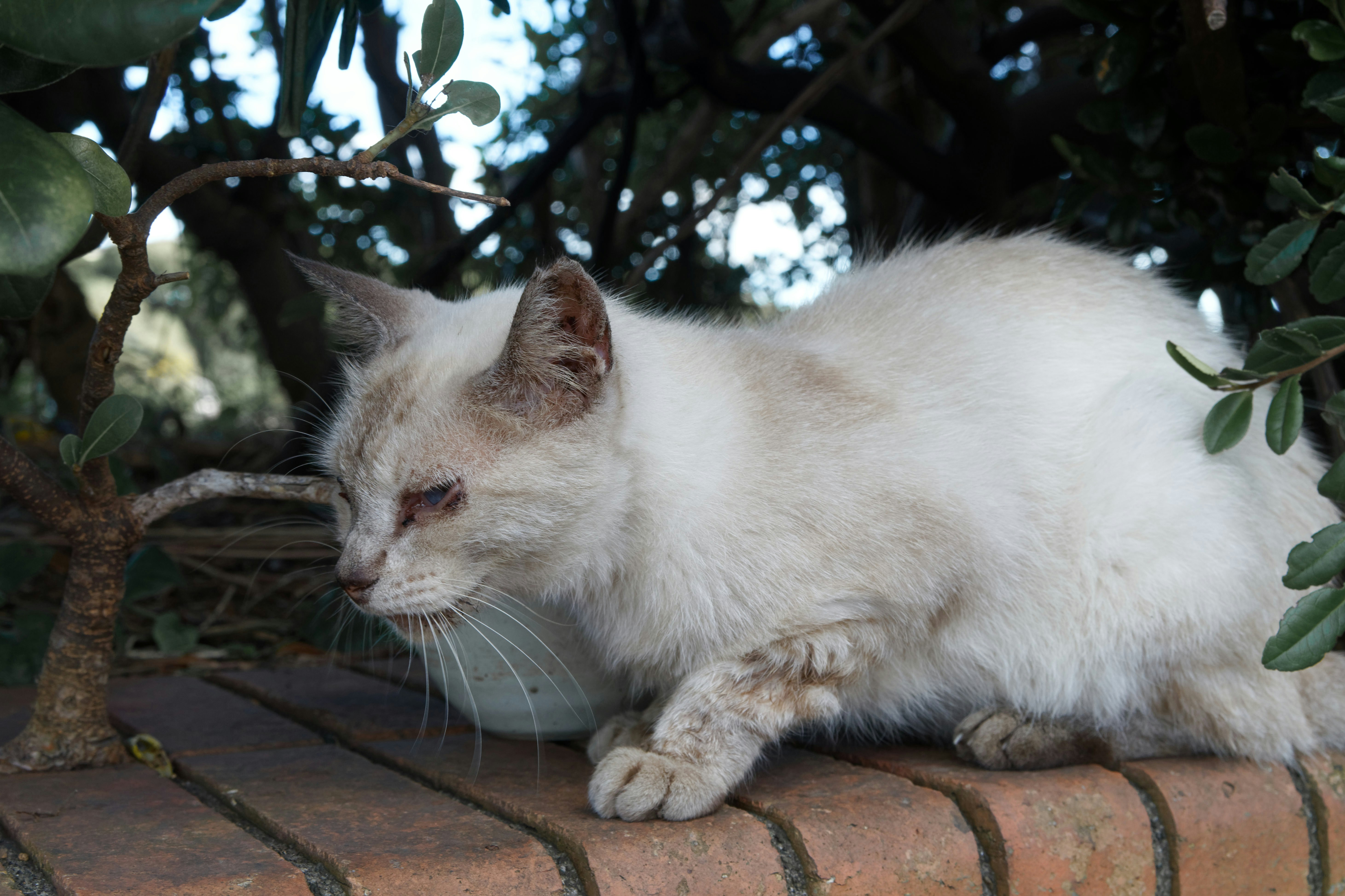 A fluffy white cat sits on a brick wall.