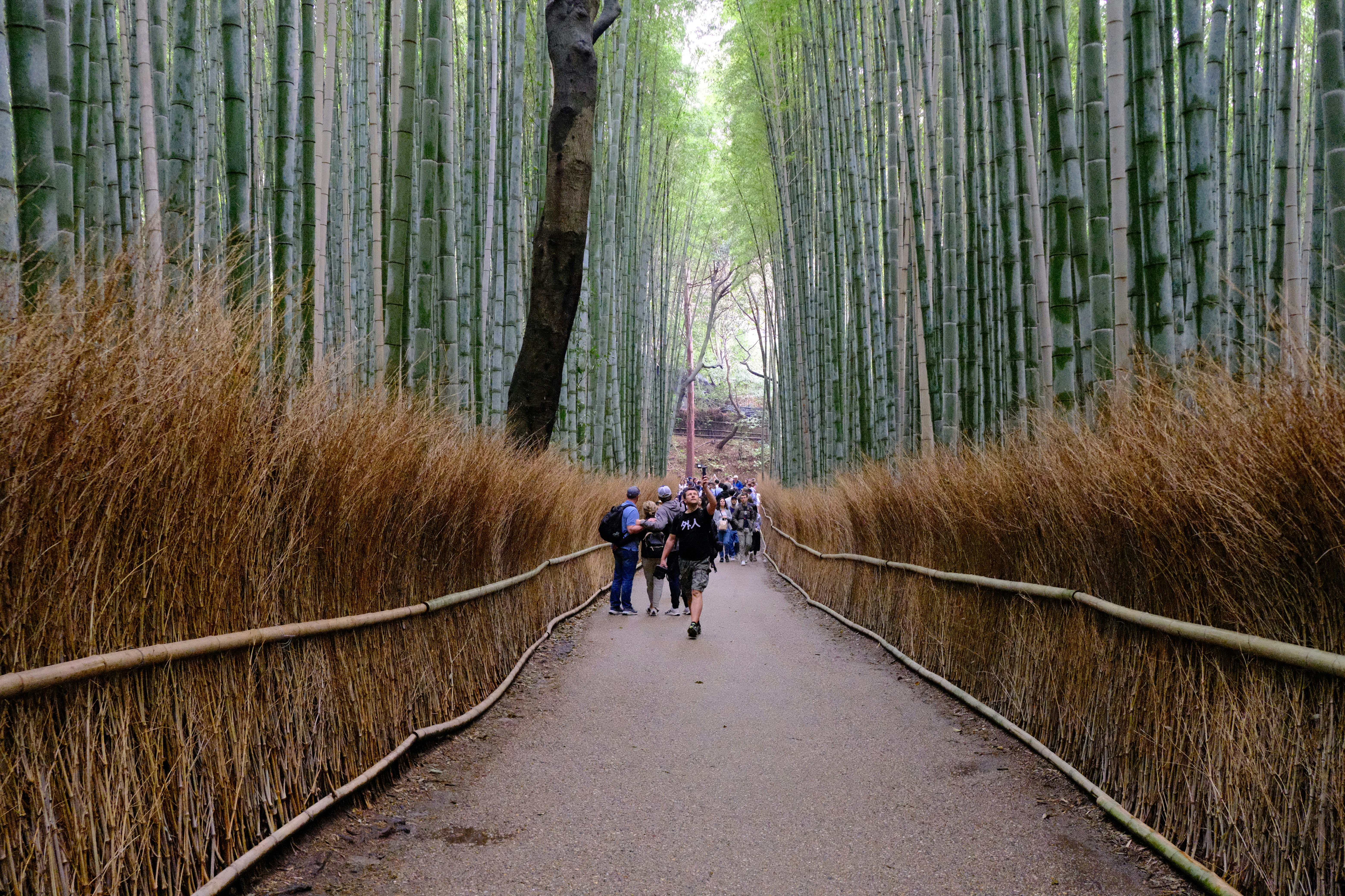 Die Menschen gehen einen Pfad durch einen dichten Bambuswald entlang.