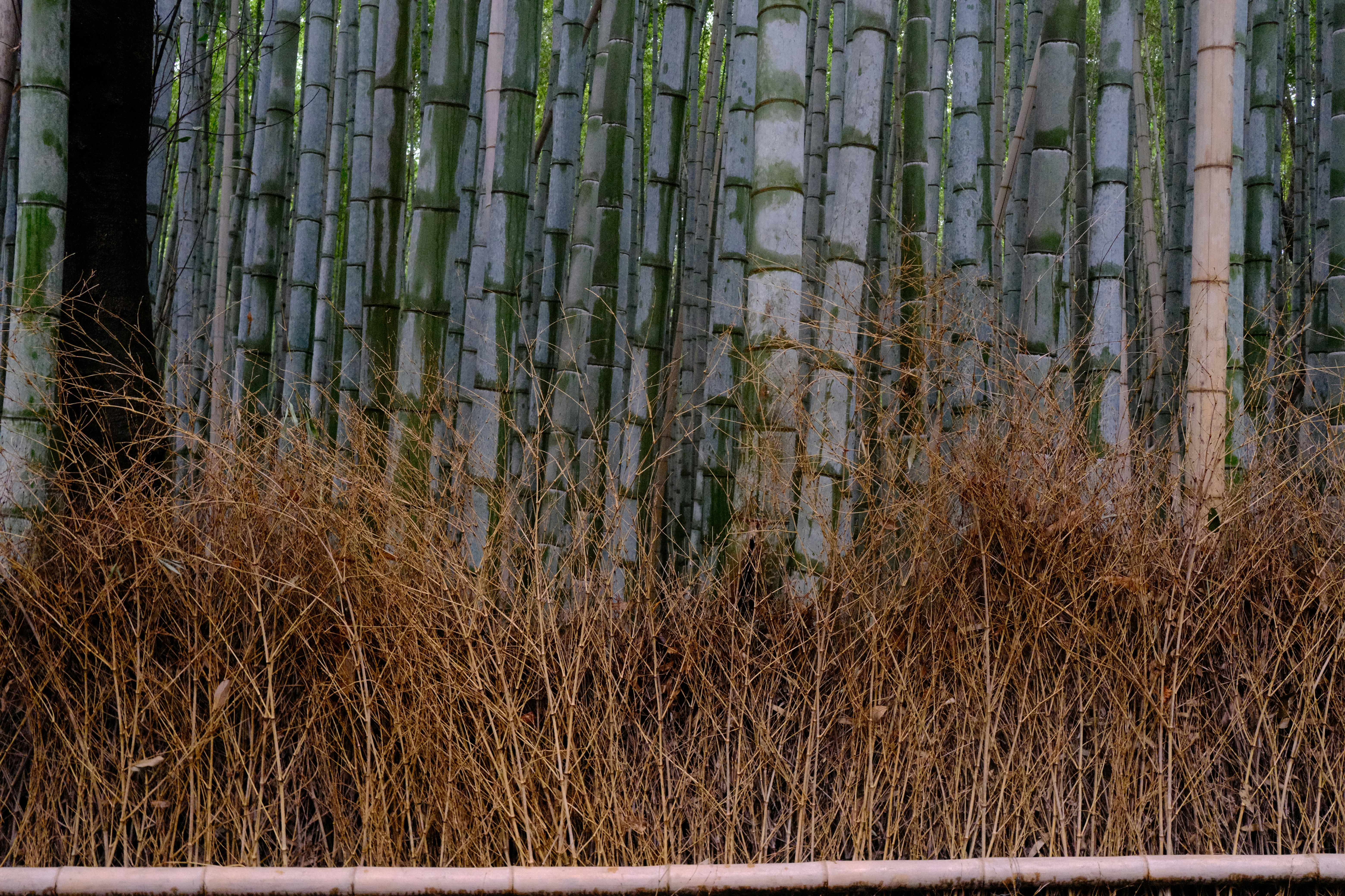 Hohe Bambusstängel mit trockenem Gras im Vordergrund
