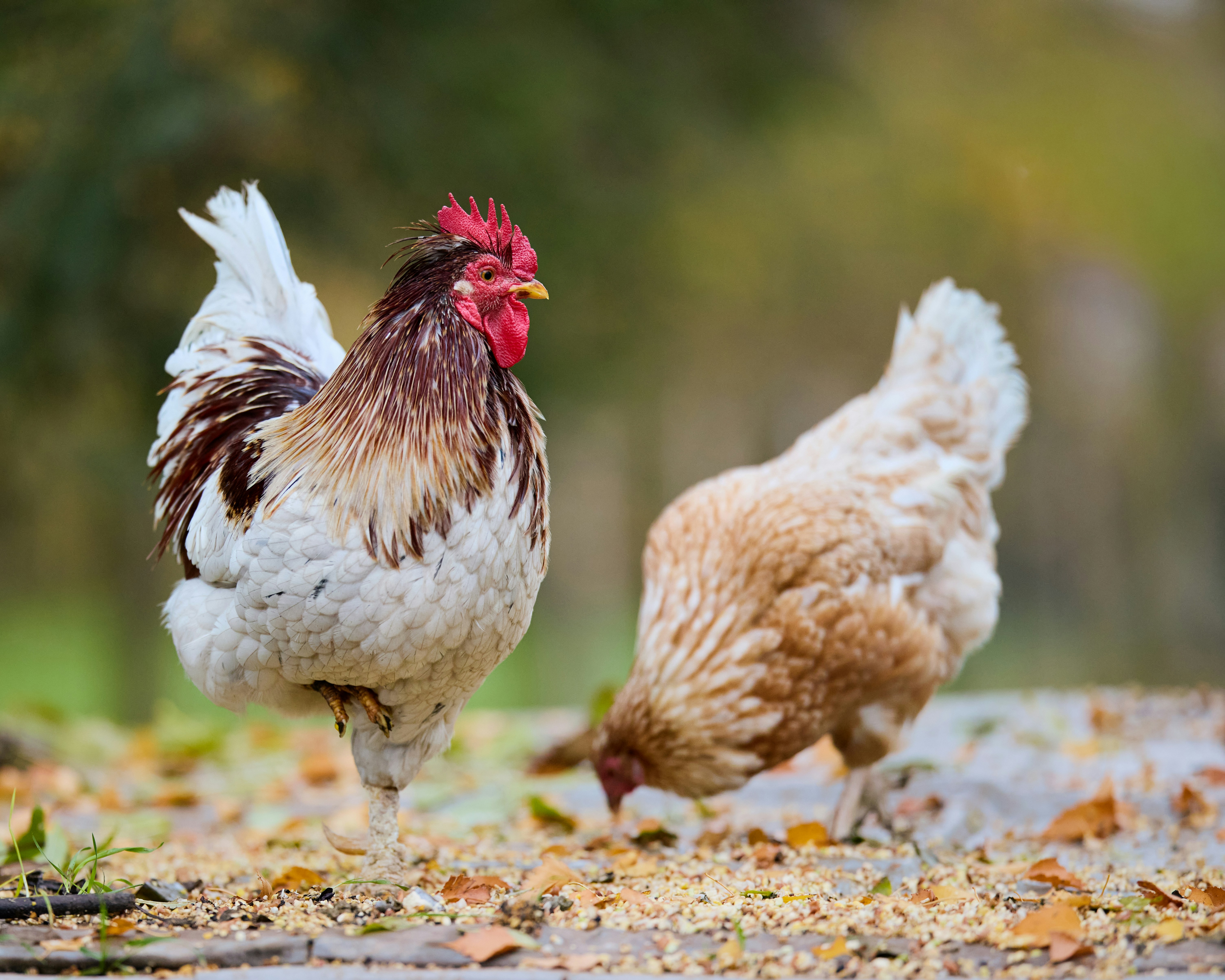 Photo by erwinbosman