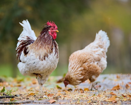 A rooster and hen foraging in fallen leaves